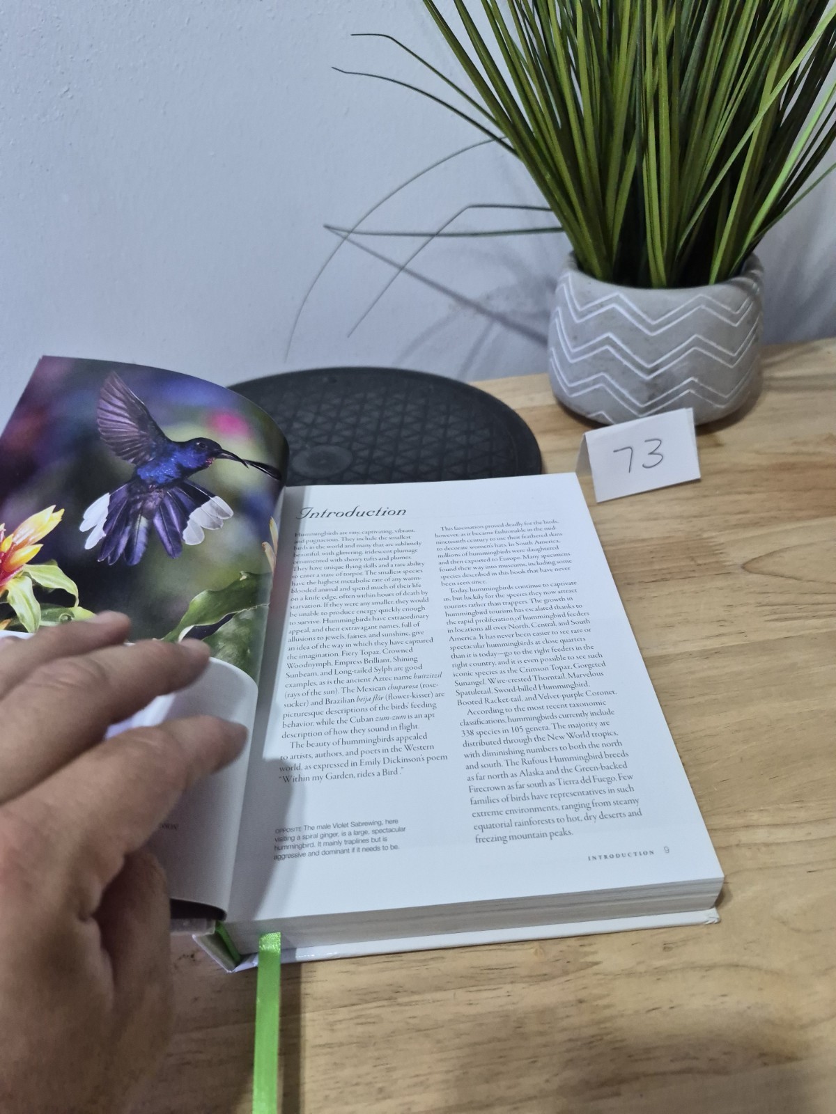 Hummingbirds: A Life-size Guide to Every Species, Fogden, Michael, Taylor, Maria