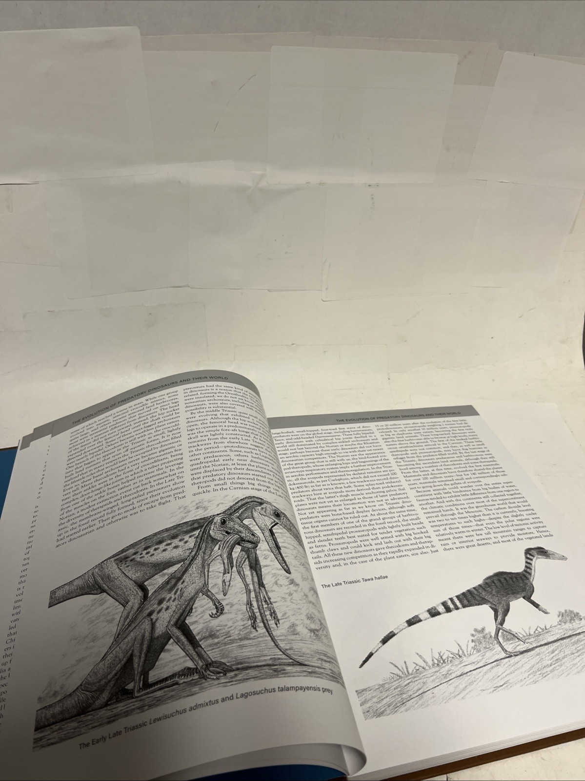 Princeton Field Guide to Predatory Dinosaurs Hardcover by Paul Gregory S