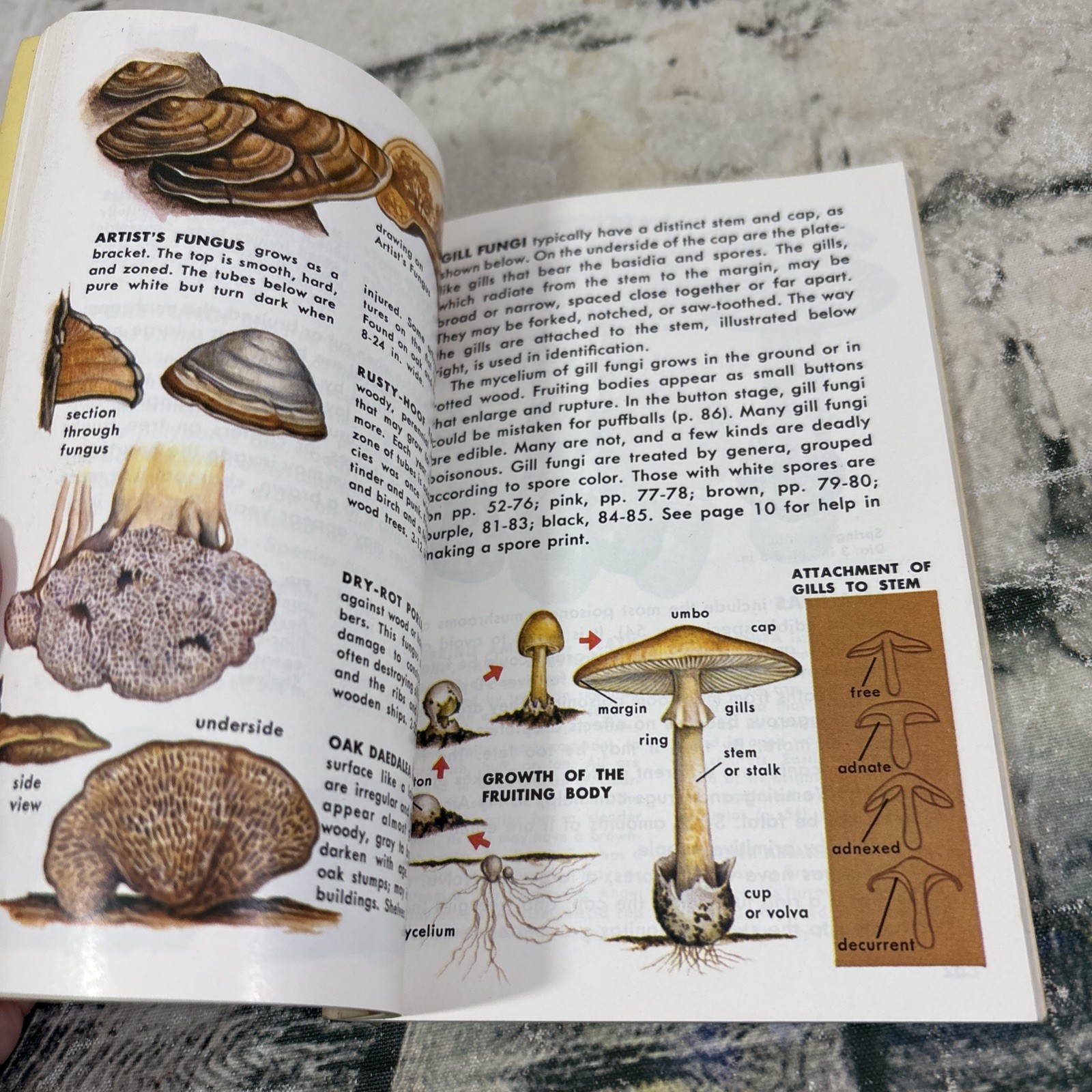 VTG 1967 Non Flowering Plants – Mushrooms and Other Fungi – Full Color Paperback