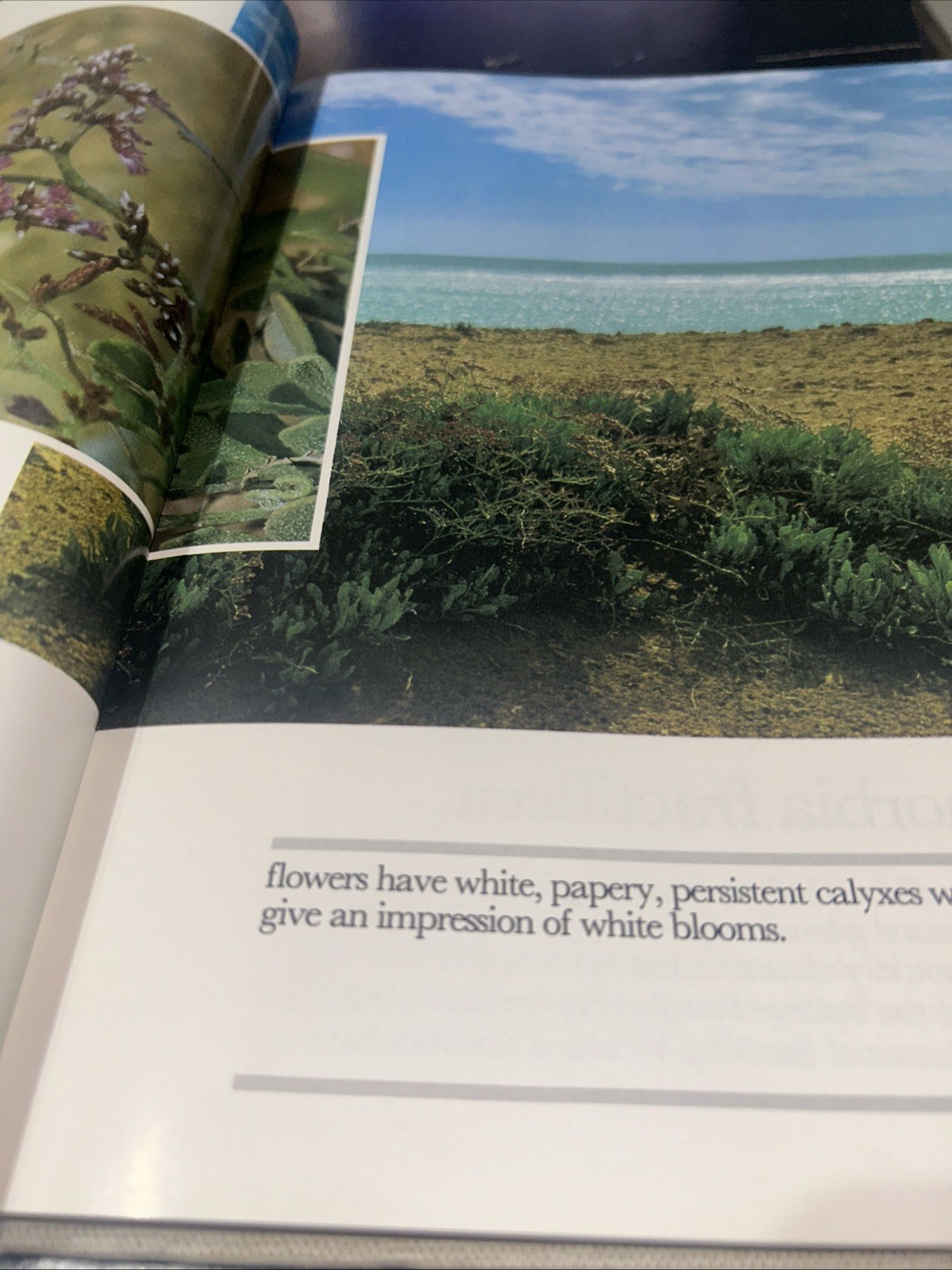 Golden Days in the Desert: Wild Flowers of Saudi Arabia