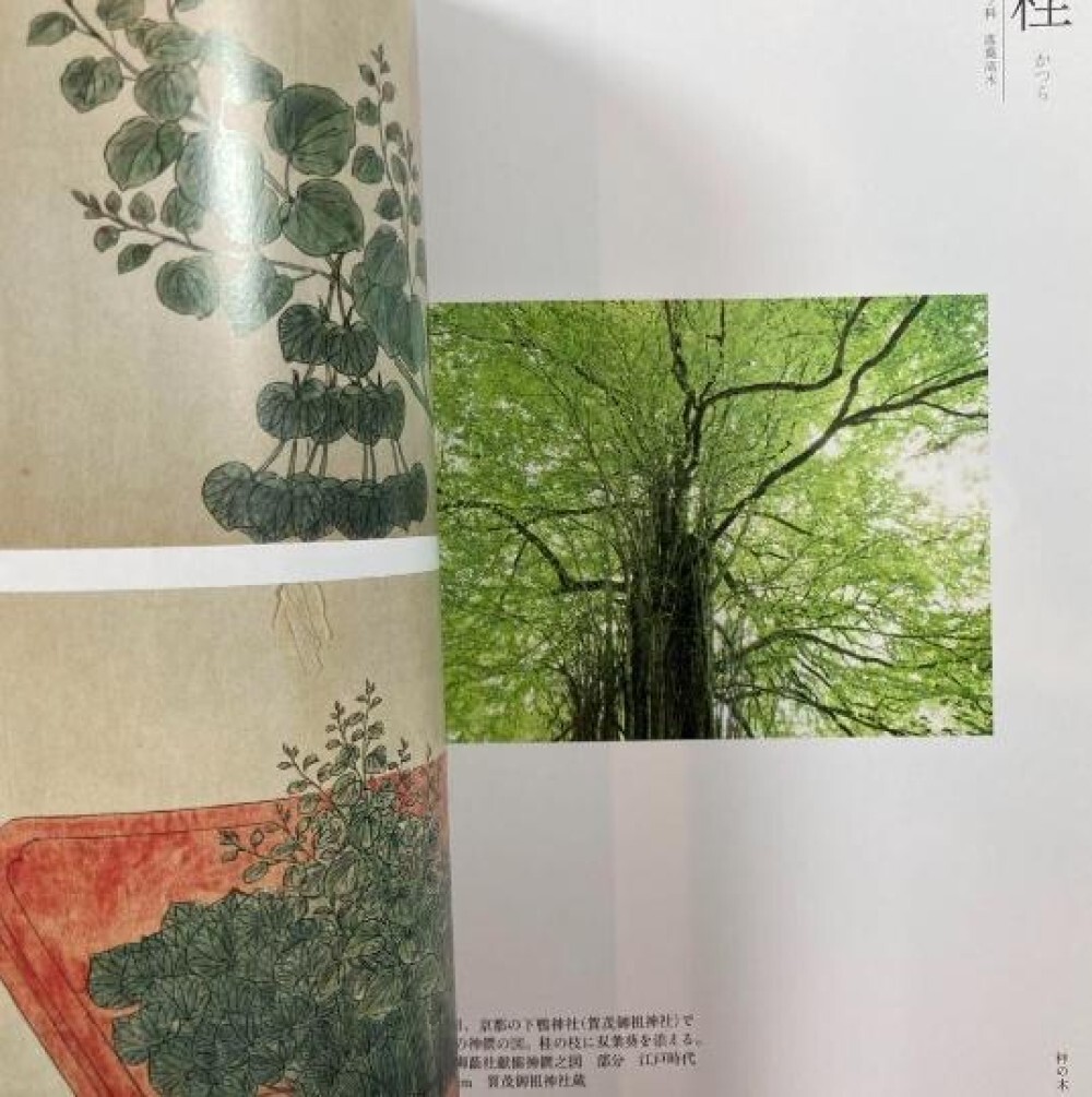 Toshiro Kawase – “God’s Tree: Go/Visit” Japanese sacred tree art