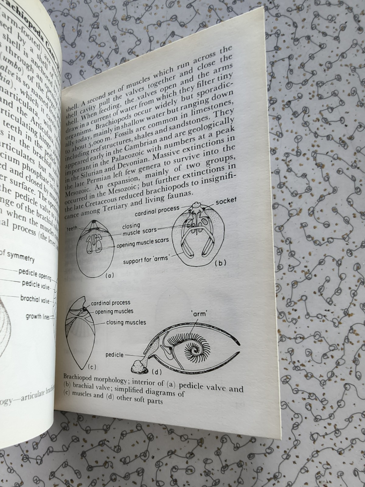 The Observer’s Book of Fossils by Rhona M. Black 1977 First Edition Hardback