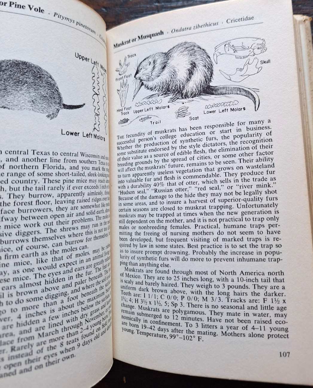 2 Outdoor Bks Palmer’s Fieldbook of Mammals 1st Edition HCDJ 1957 + Art of Survi