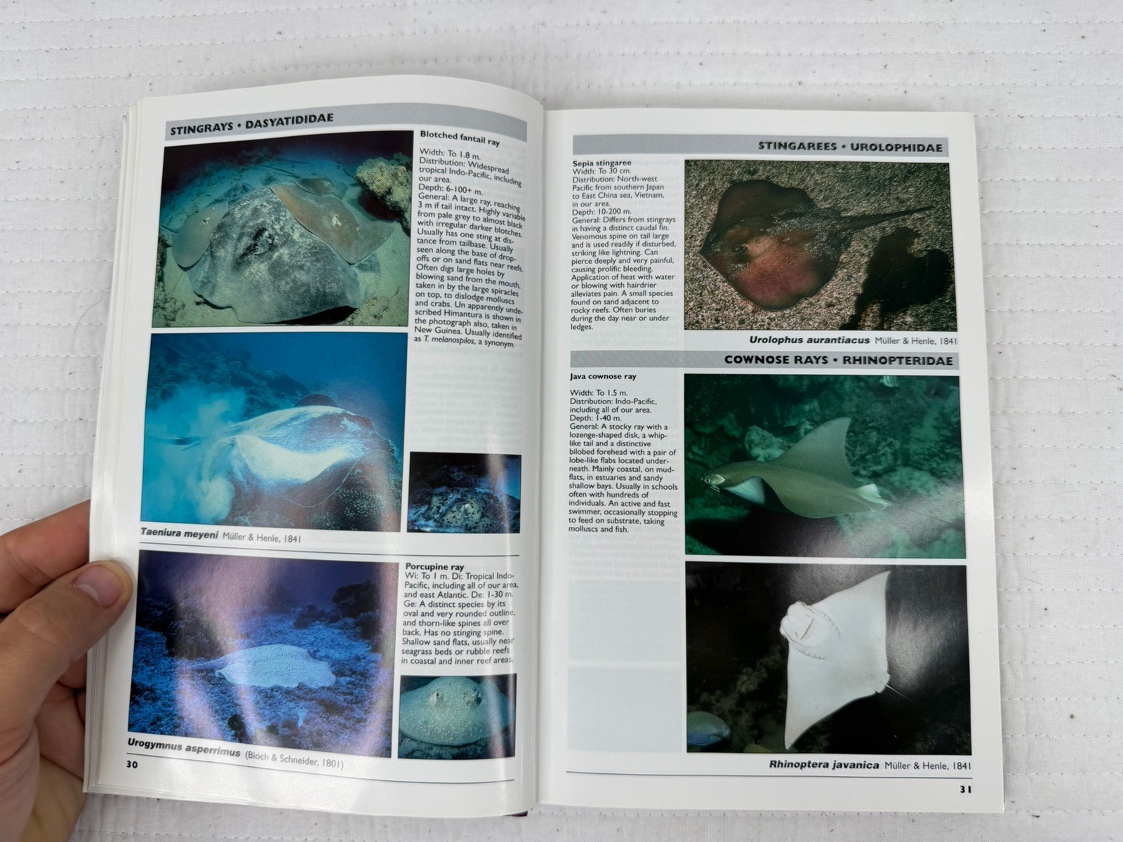 Southeast Asia Tropical Fish Guide: Indonesia, Philippines, Vietnam, Malaysia,..