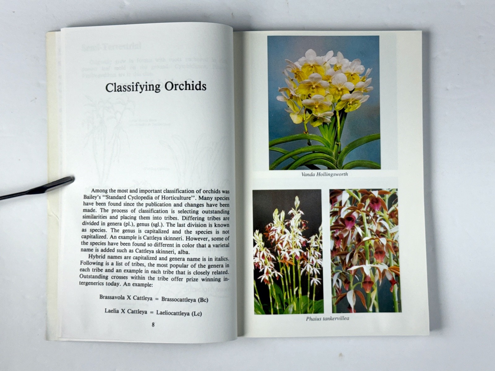 Lot of 3 Orchid Books Mark Griffiths (2005 HC) + Orquideas +Albert Hollingsworth
