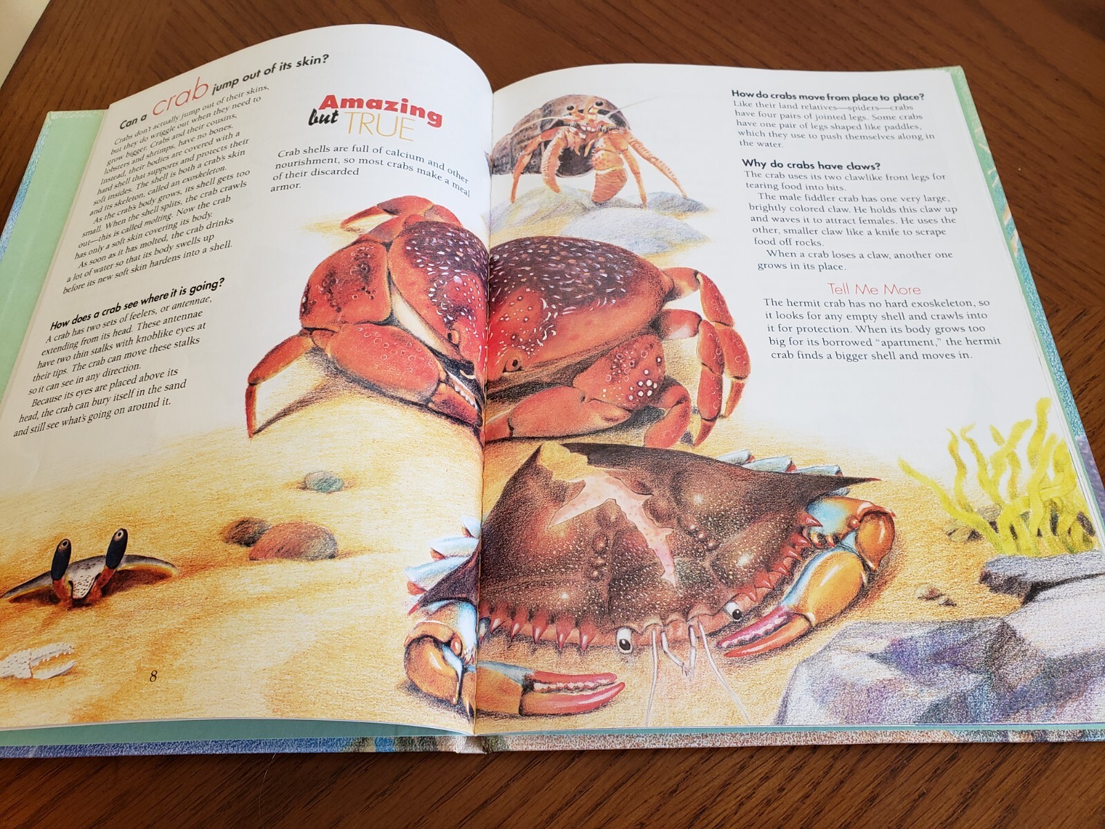 Lot of 9 Children’s books ~ Sea Animals, Wild Animals, Horses, etc