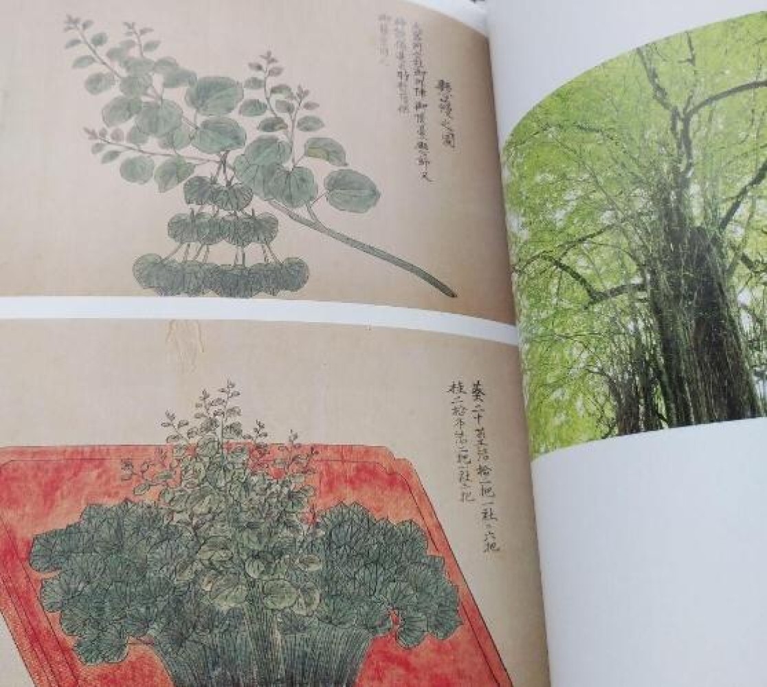 Toshiro Kawase – “God’s Tree: Go/Visit” Japanese sacred tree art