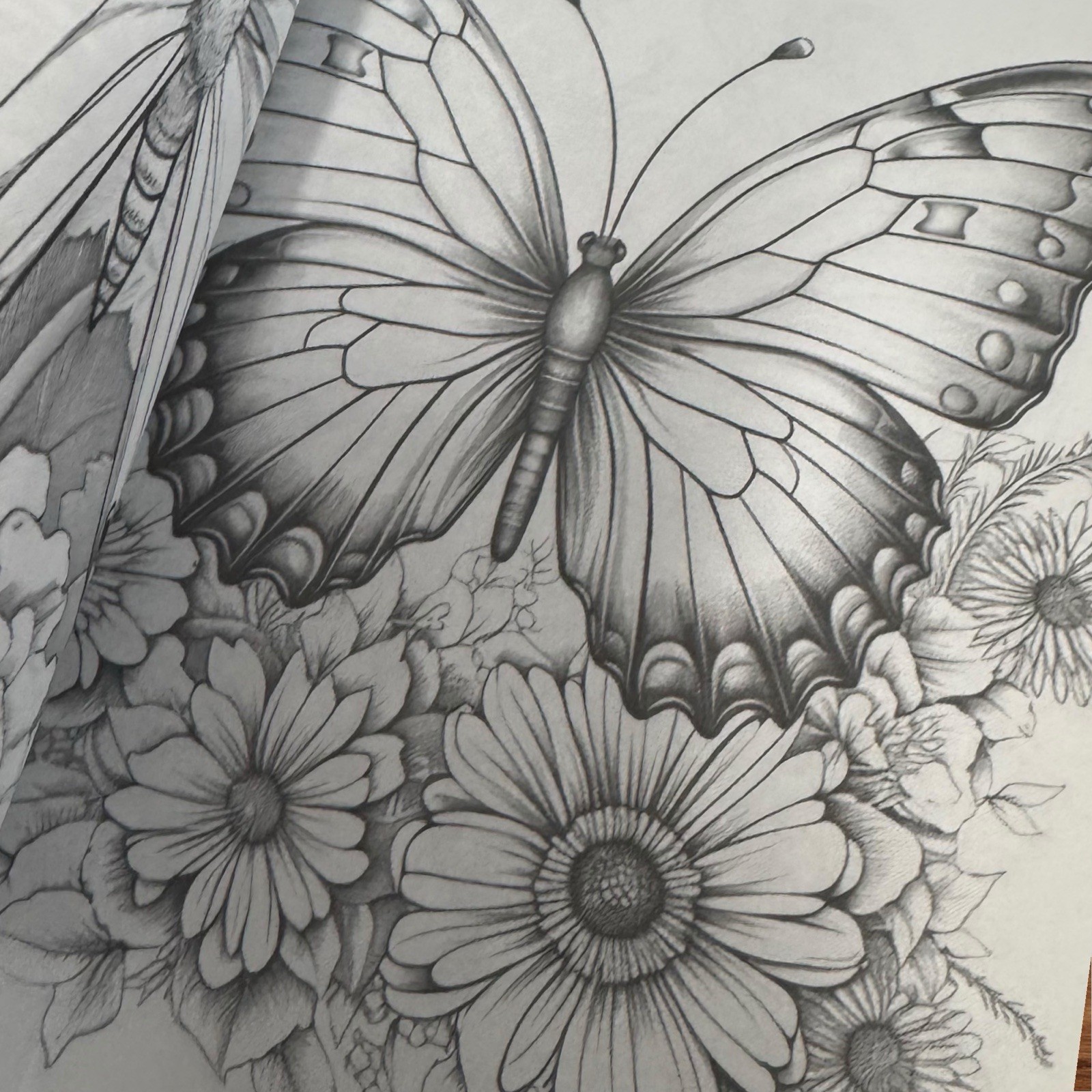 The World Of Butterflies – Adult Coloring Book – Coloring Book. 100+ Pages.