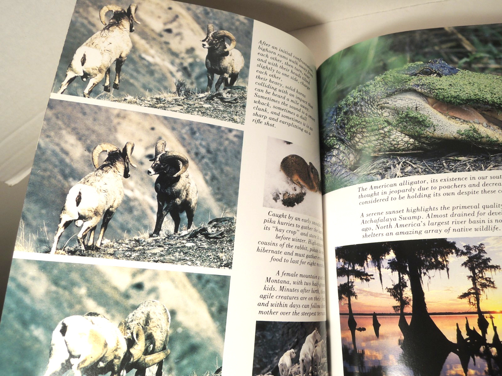 Marty Stouffer’s Wild America Signed by Marty Stouffer 1988 Hardcover 1st Ed.