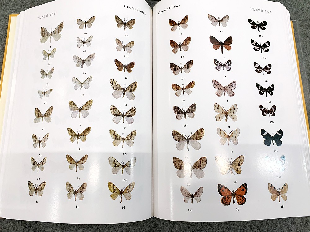 Revised Illustrated Insect Encyclopedia Vol. I Butterflies and Moths Yata Osamu