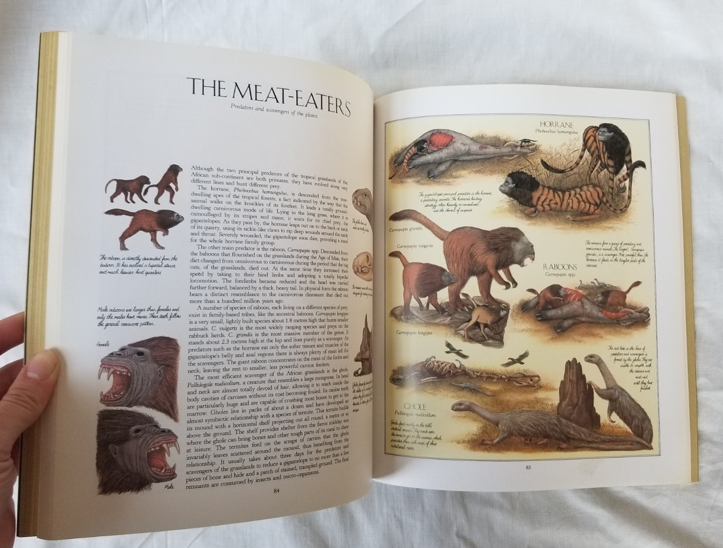 After Man: A Zoology of The Future Dougal Dixon Illustrated Paperback Book