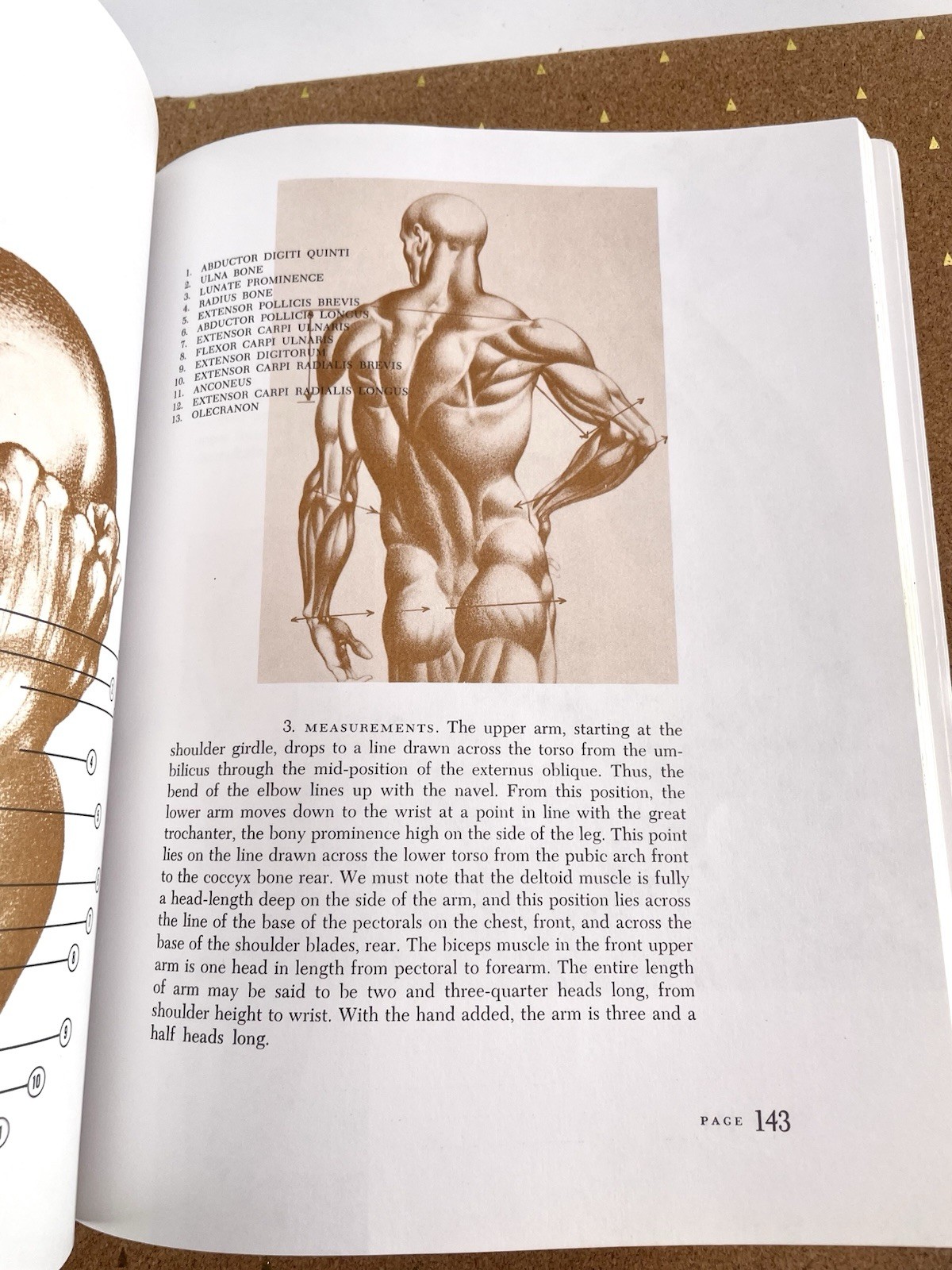 VTG 1990 Dynamic Anatomy SC Burne Hogarth Measurements Proportions Anatomical