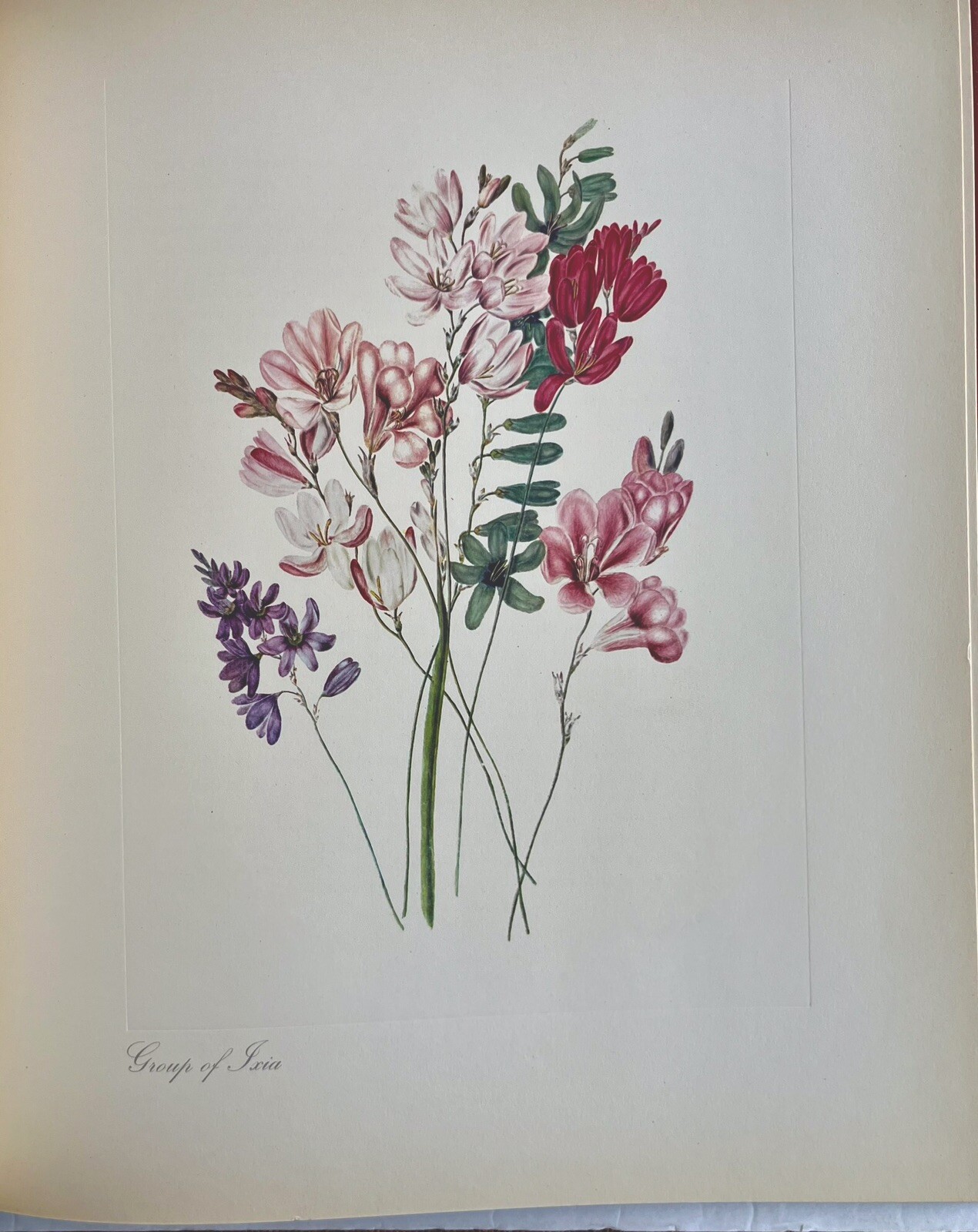 Arabella Roupell Pioneer Artist Of Cape Flowers Allan Bird 1st EDT 291/625 Sigd.
