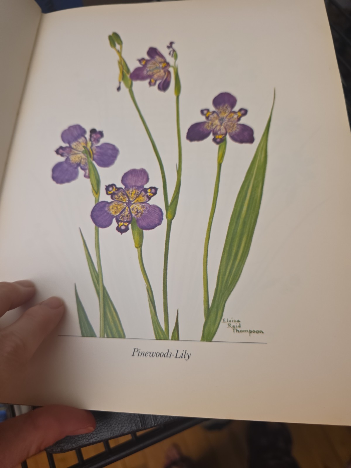Wildflower Portraits Eloise Reid Thompson Univ of Oklahoma 1964 HB VG Book Plant