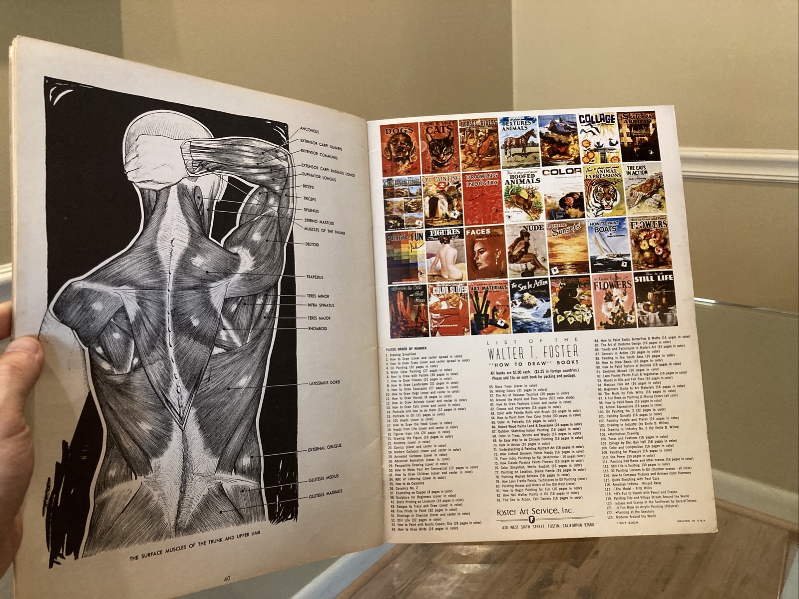 ANATOMY by Walter T Foster VINTAGE Paperback Drawing Book, Large Size QUICK SHIP