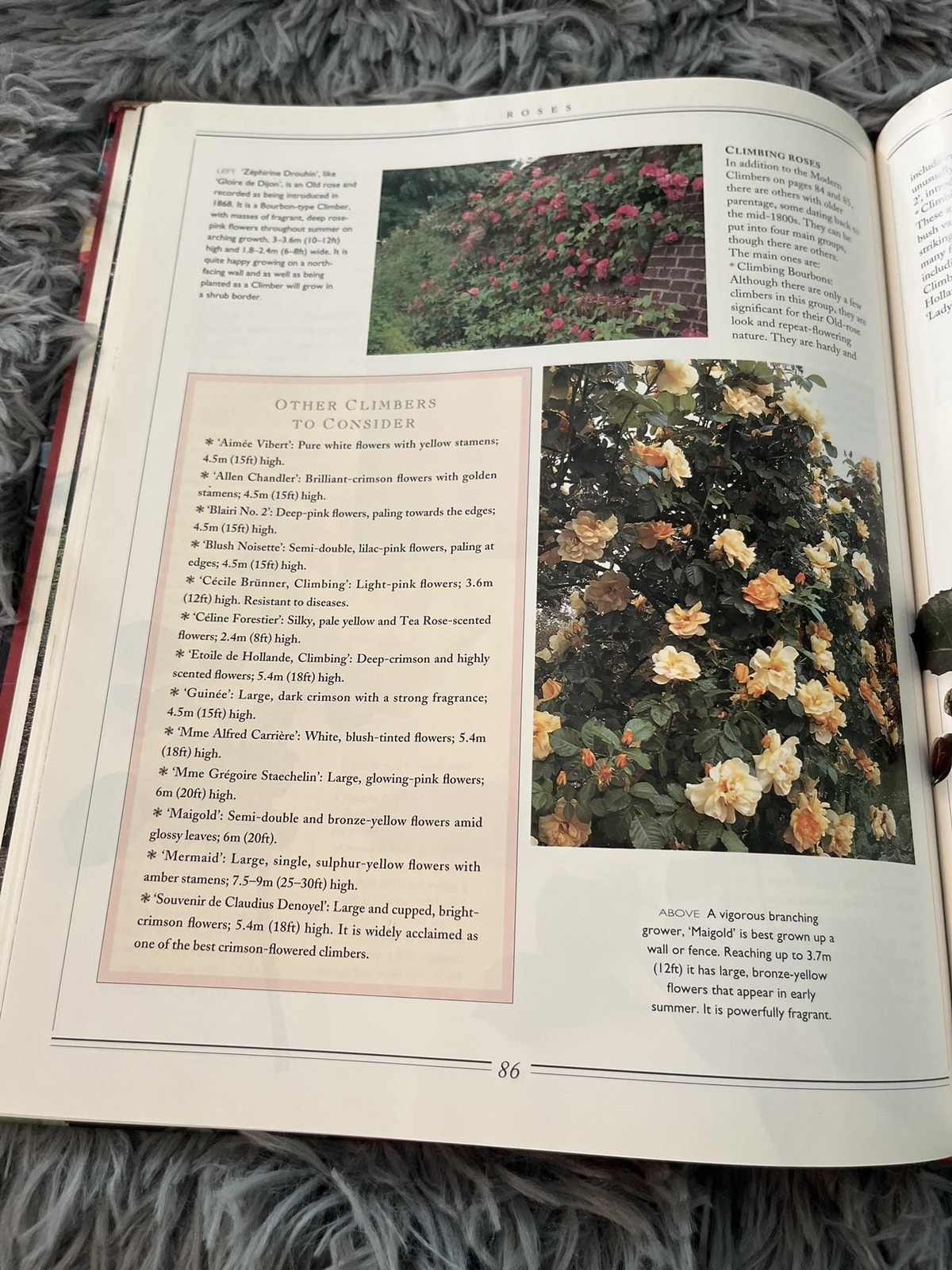 Roses David Squire Gardening Book Practical Guide Flowers Hardcover 1995 Vintage