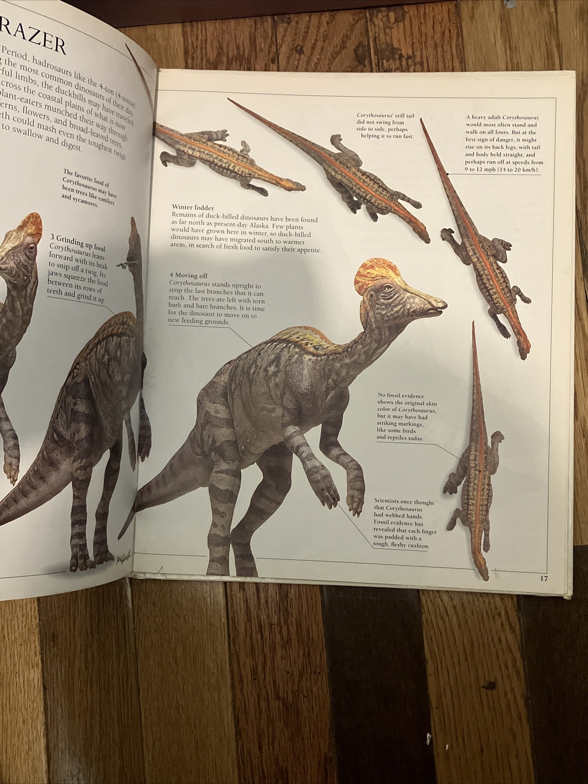 Corythosaurus by William Lindsay 1993 1st Ed. DK Publishers Hardcover