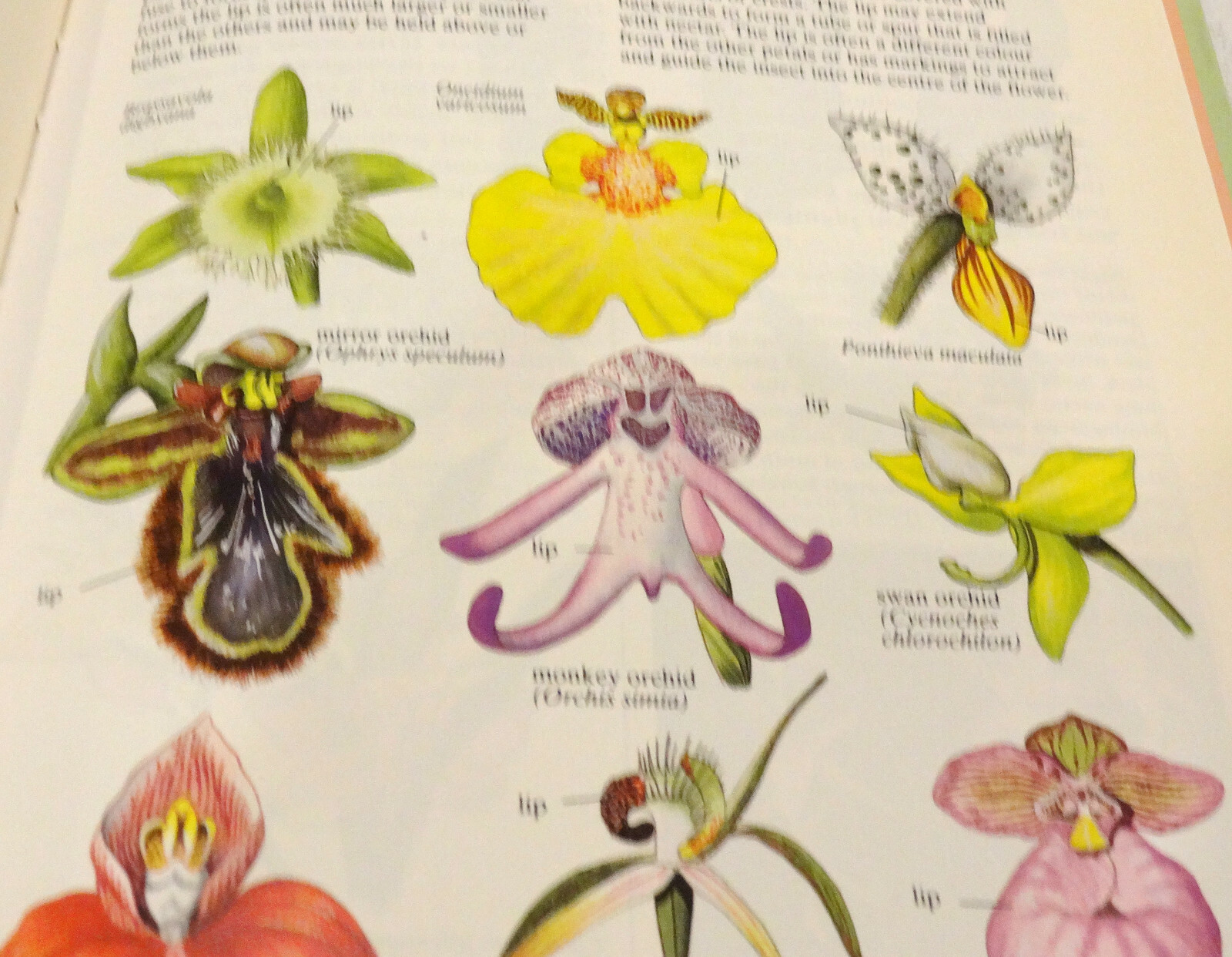 Orchids Green World Deni Bown 1991 Heinemann Educational Books, Ltd.