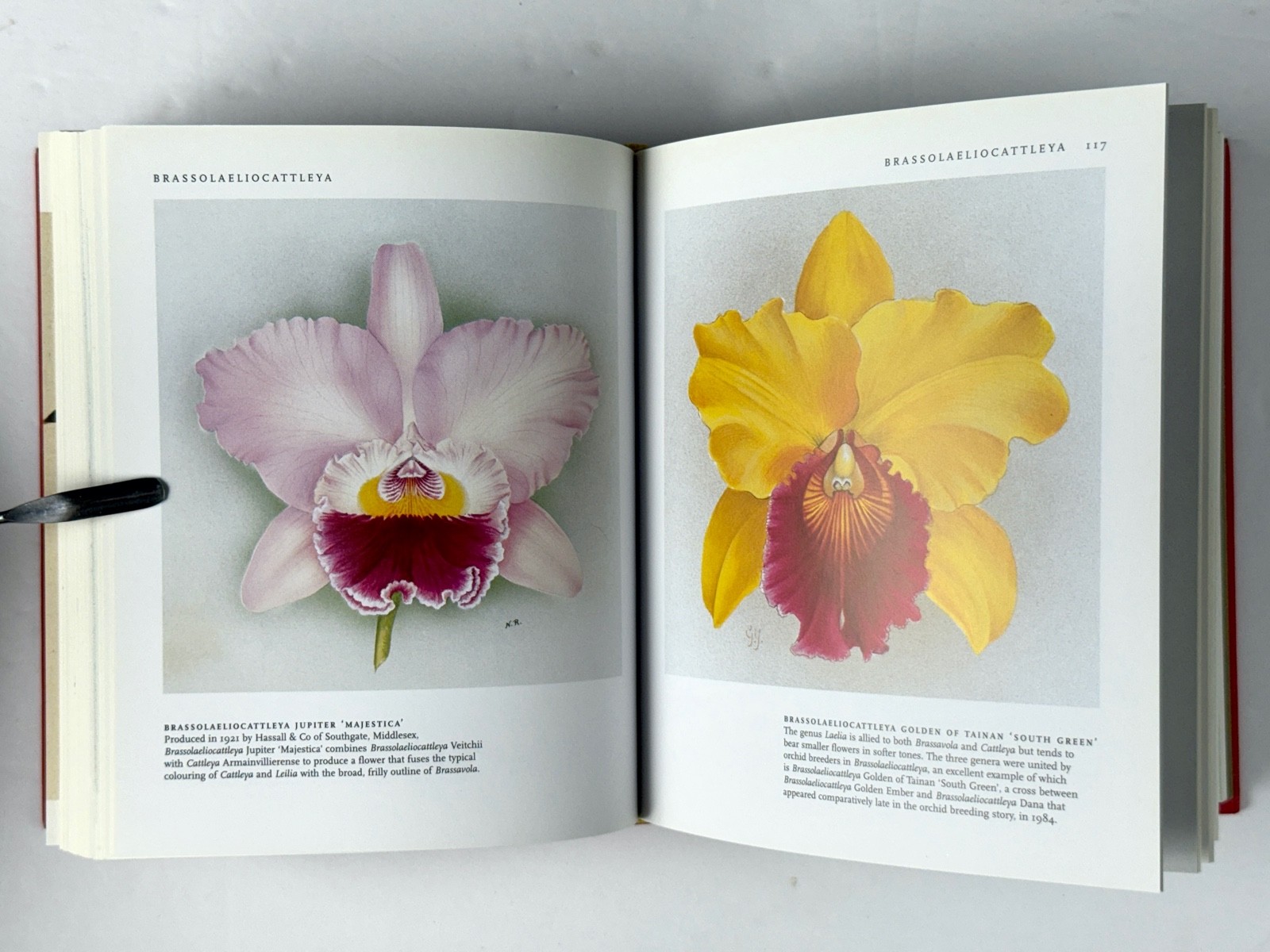Lot of 3 Orchid Books Mark Griffiths (2005 HC) + Orquideas +Albert Hollingsworth