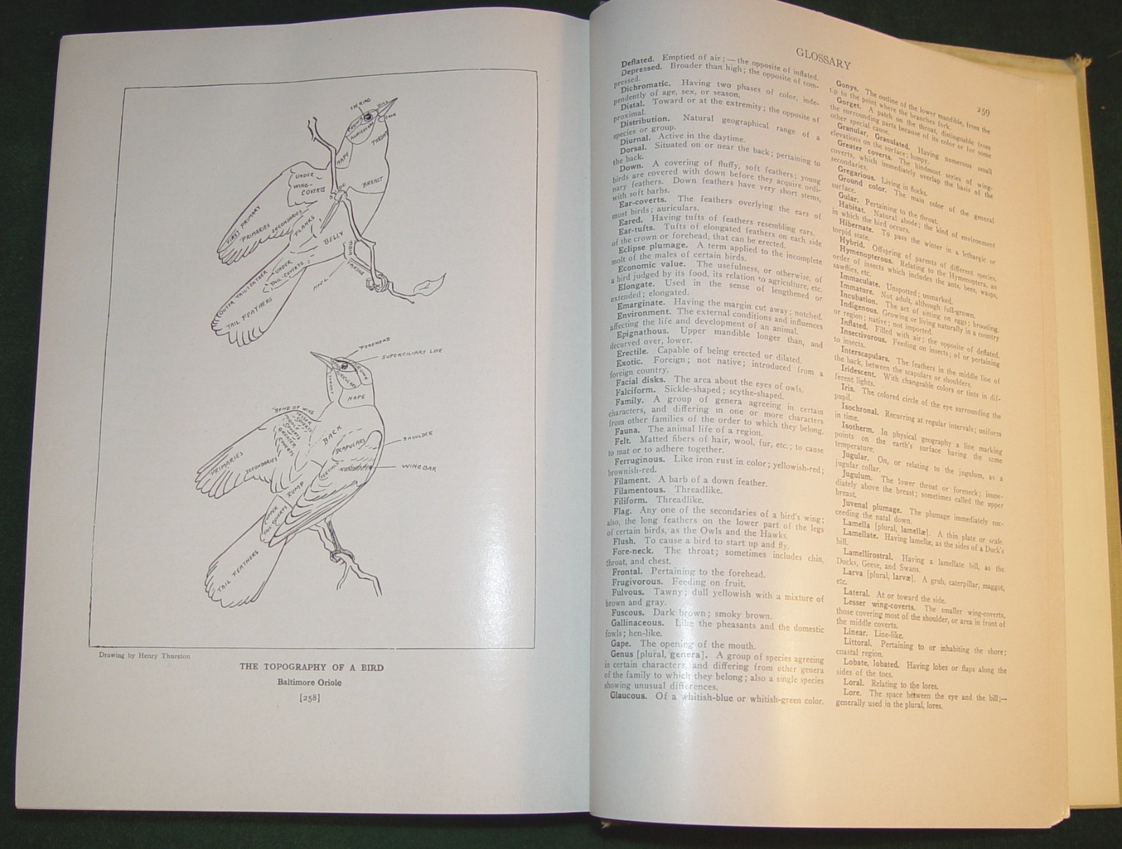 1936 ed. Beautifully Illustrated “BIRDS OF AMERICA” 258 pages Hardcover Book
