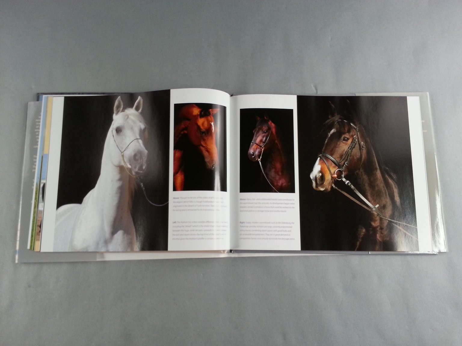 Horses Photo Book Parragon 2010 Illustrated Majestic Animals Equestrian