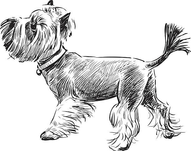 Dogs Coloring Book for Adults and Teens All Ages 108 Pages 8.5 x 11 for All Ages