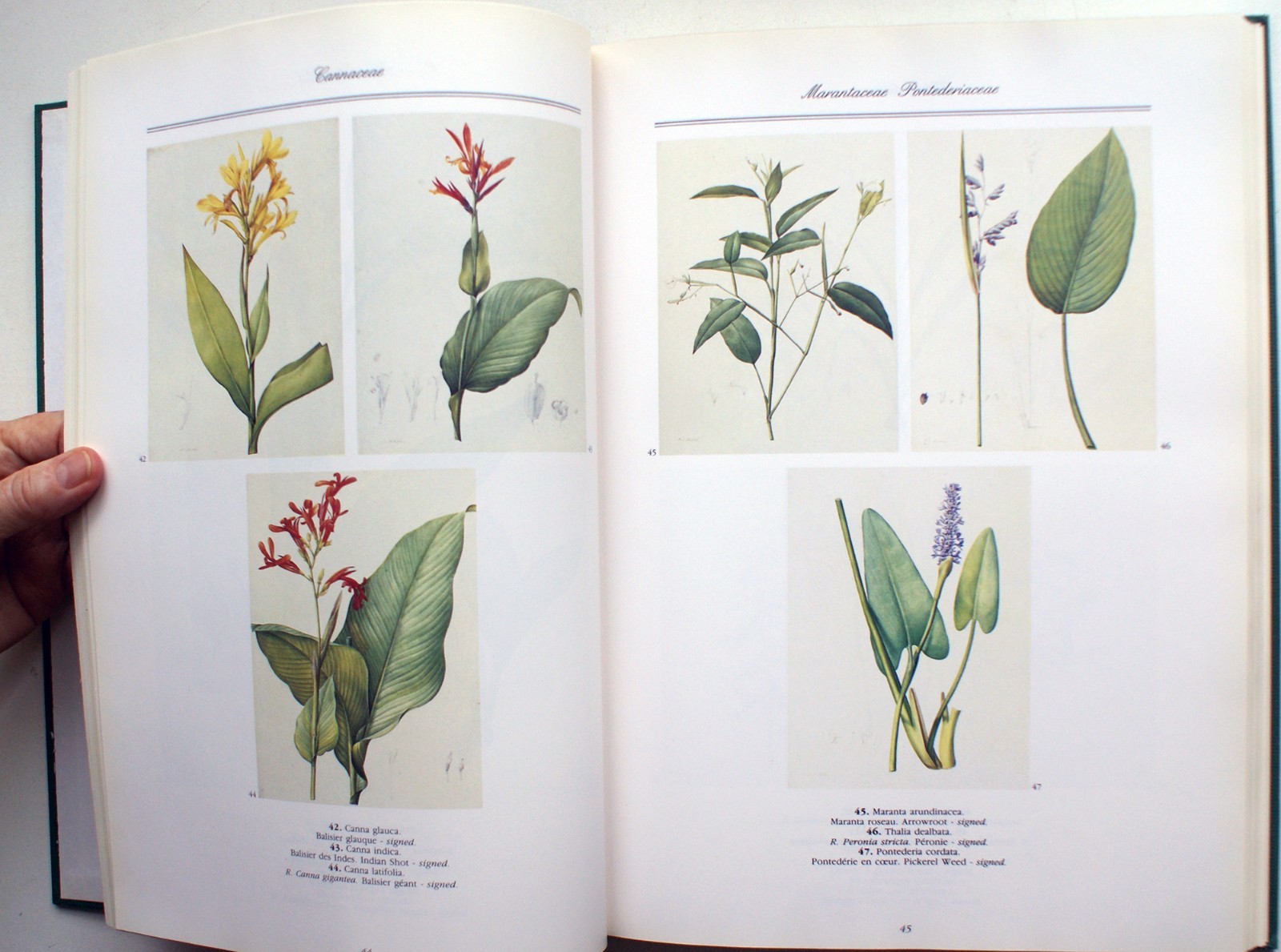 A REDOUTE TREASURY: 468 WATERCOLOURS FROM LES LILIACEES, Pierre Joseph [399]