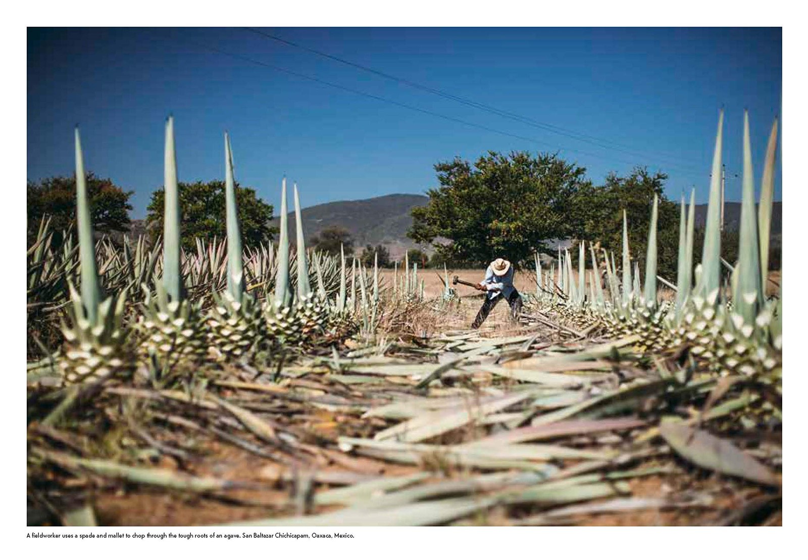 Spirits of Latin America: A Celebration of Culture & Cocktails, with 100 Recipes