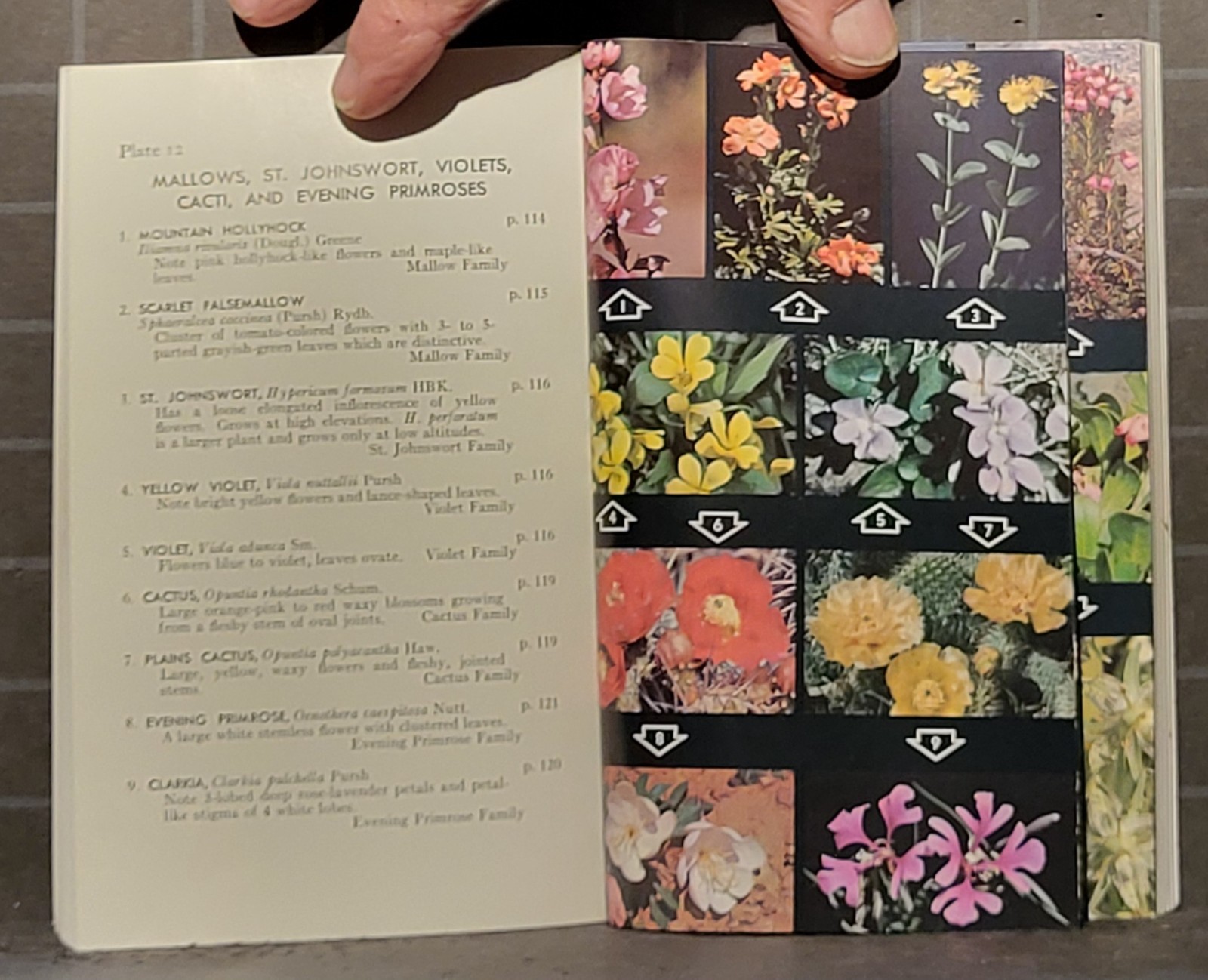 Field Guide to Rocky Mountain Wildflowers: by John J. Craighead 1974 PB 456