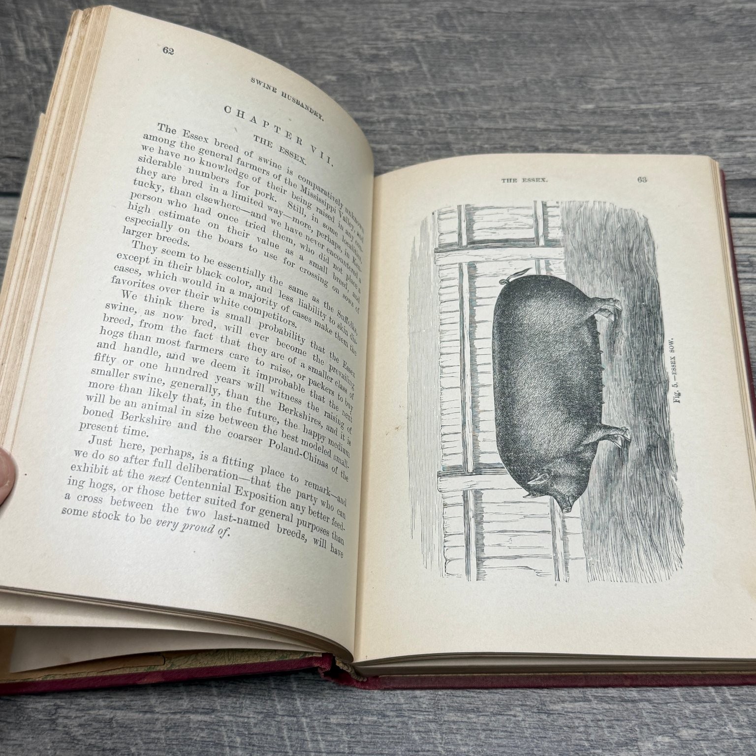 Swine Husbandry F.D. Coburn 1903 Revised Enlarged Illustrated Orange Judd Co.