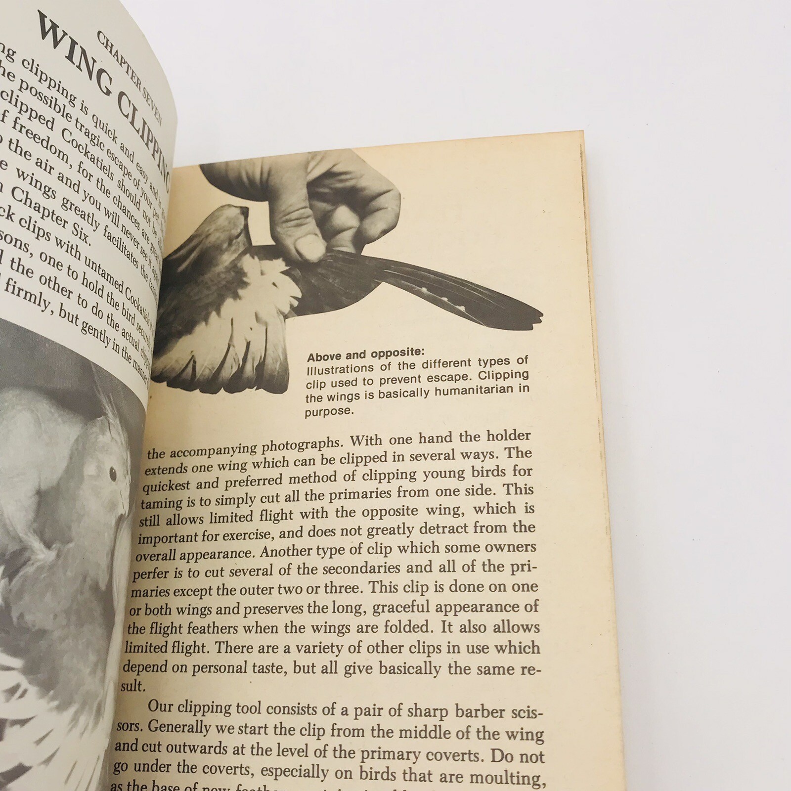 All About Cockatiels Gerald & Connie Allen Paperback Color Illus VTG 1977 Bird