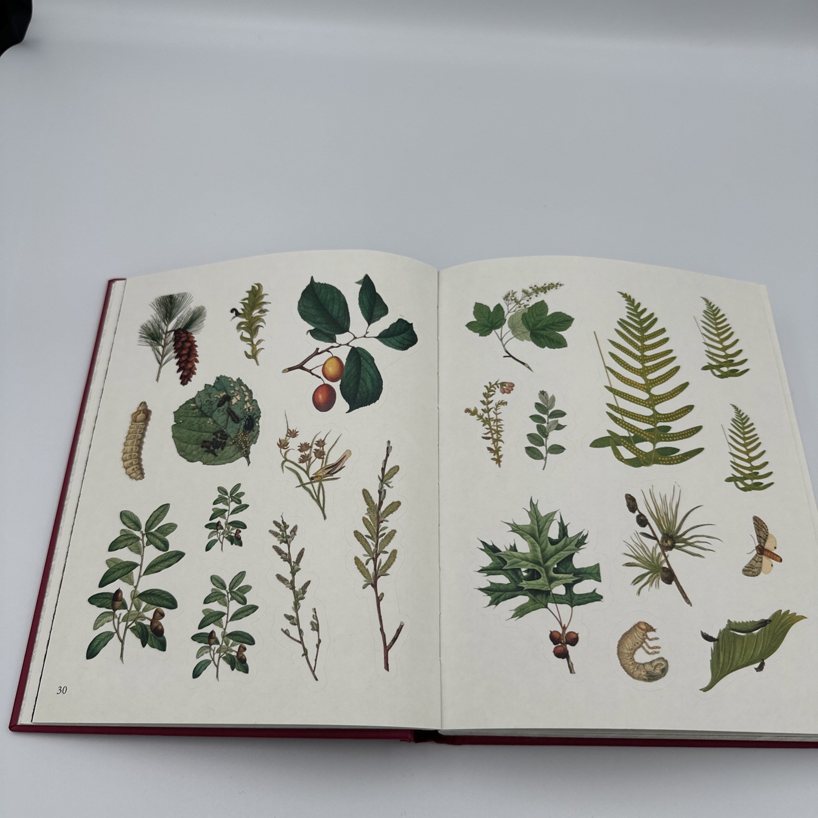 [80% Full] The Forests, Fairies and Fungi Sticker Anthology Book 1,000+ Stickers