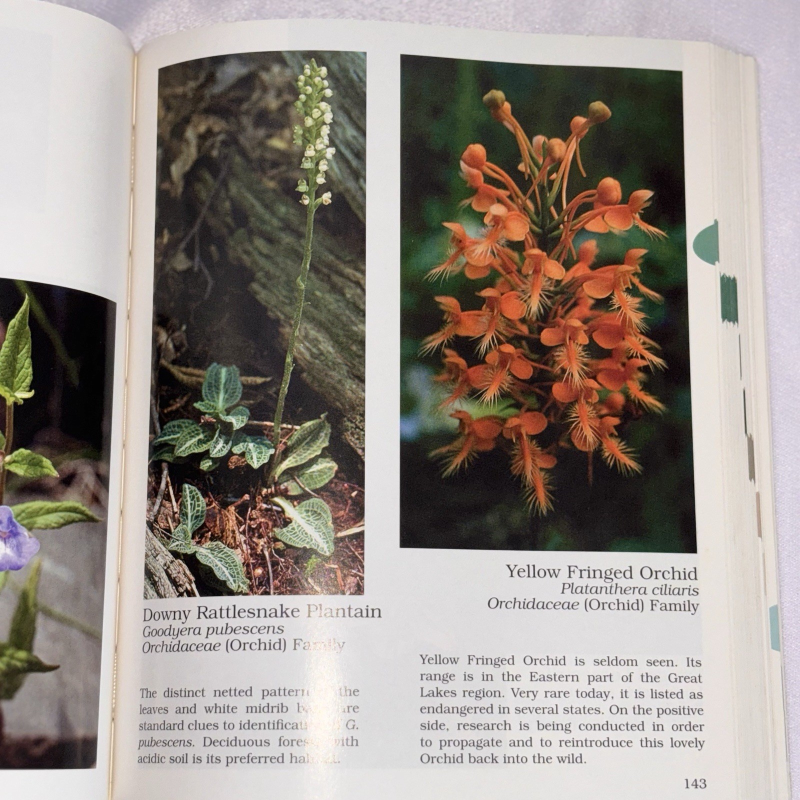 What’s Doin’ the Bloom? Revised Illustrated Wildflowers Guide PB 2002