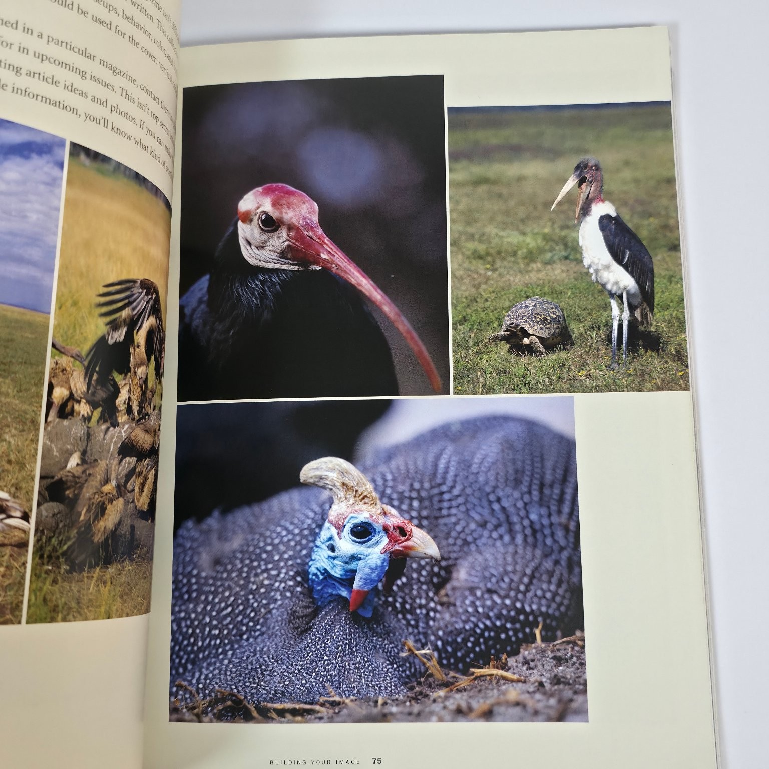 Photography Books Lot Zuckerman Shooting & Selling Horenstein Black & White