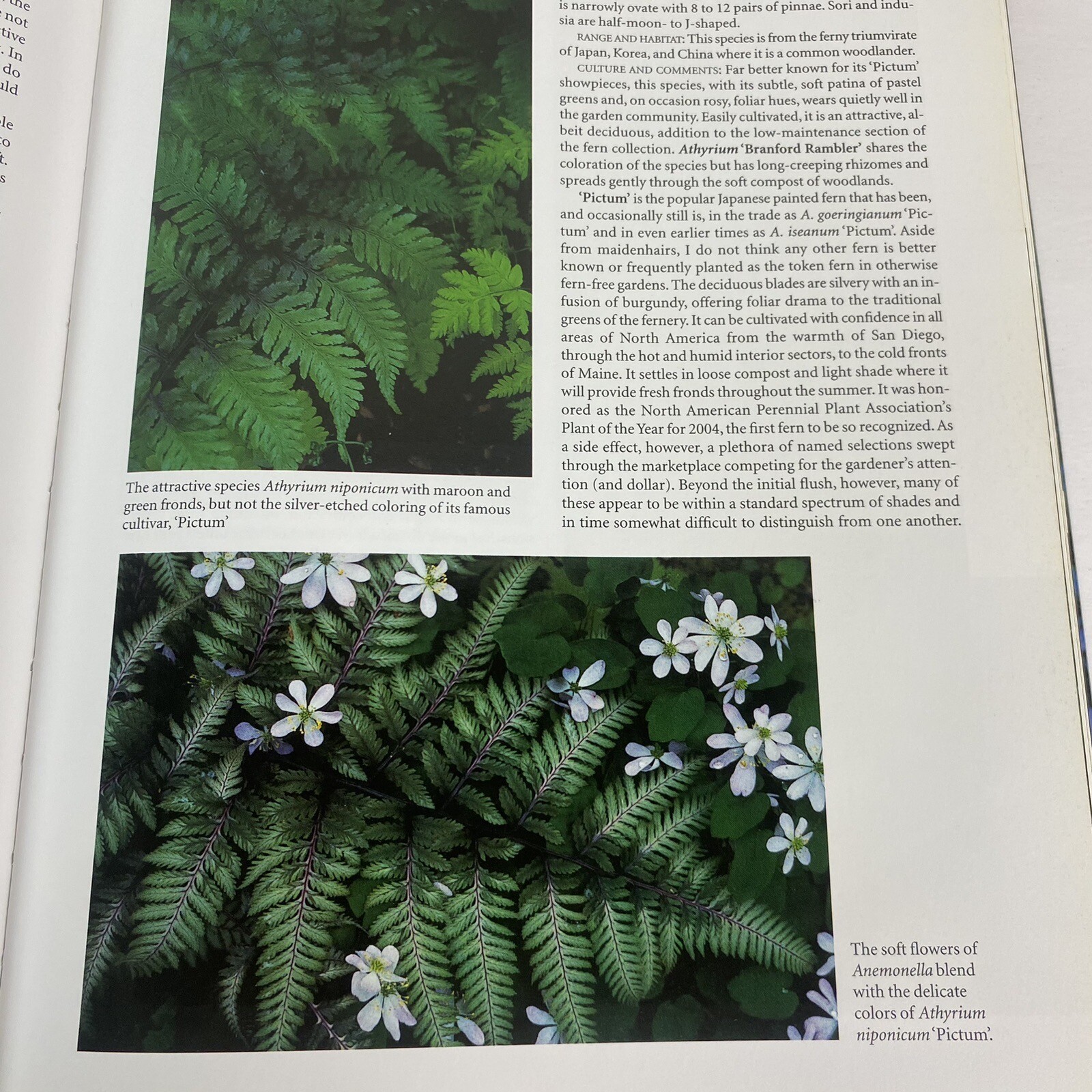 Garden Ferns Unlocked: Sue Olsens Ultimate Visual Guide to 950+ Stunning Ferns