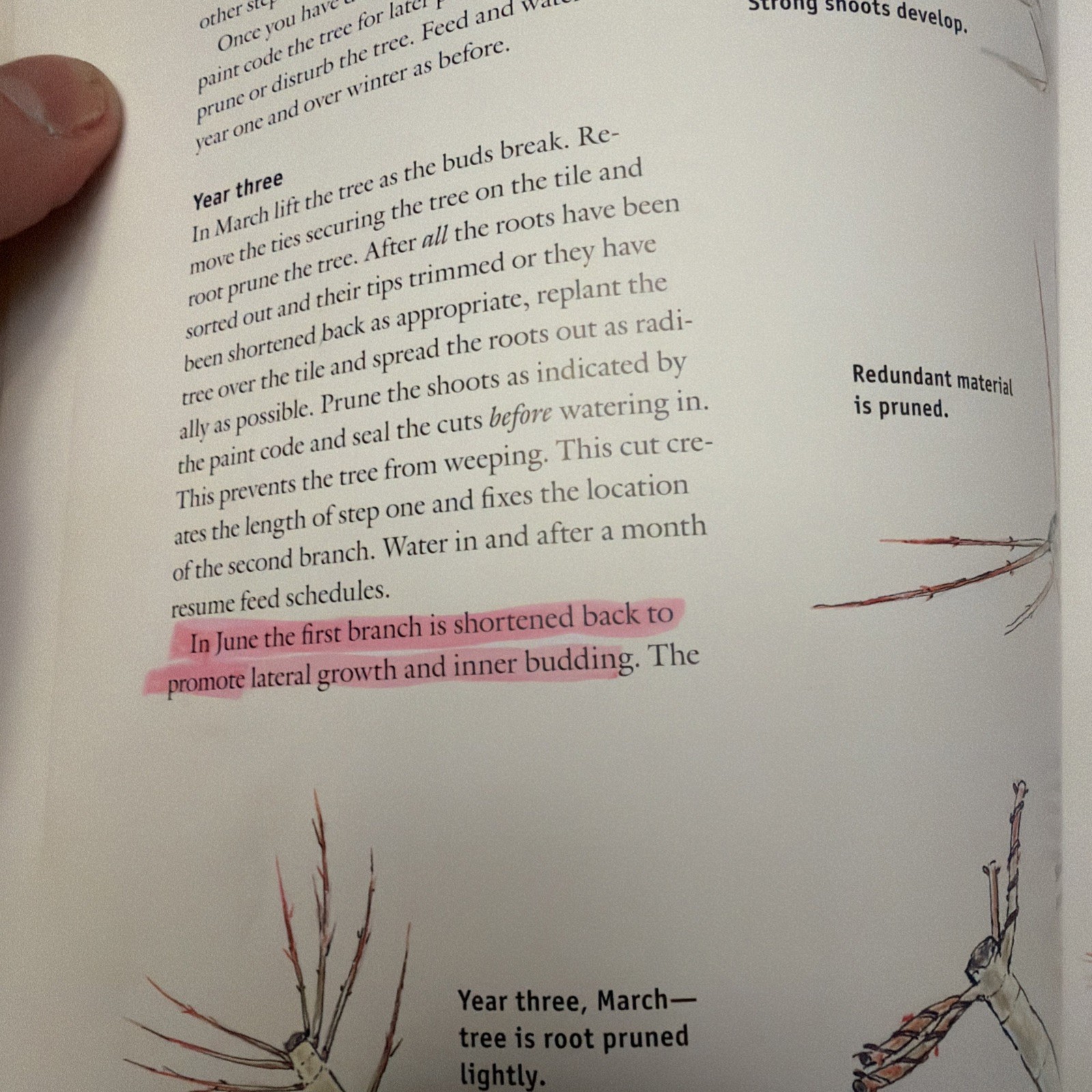 BONSAI WITH JAPANESE MAPLES By Peter Adams – Hardcover , Highlighting 10 Pages