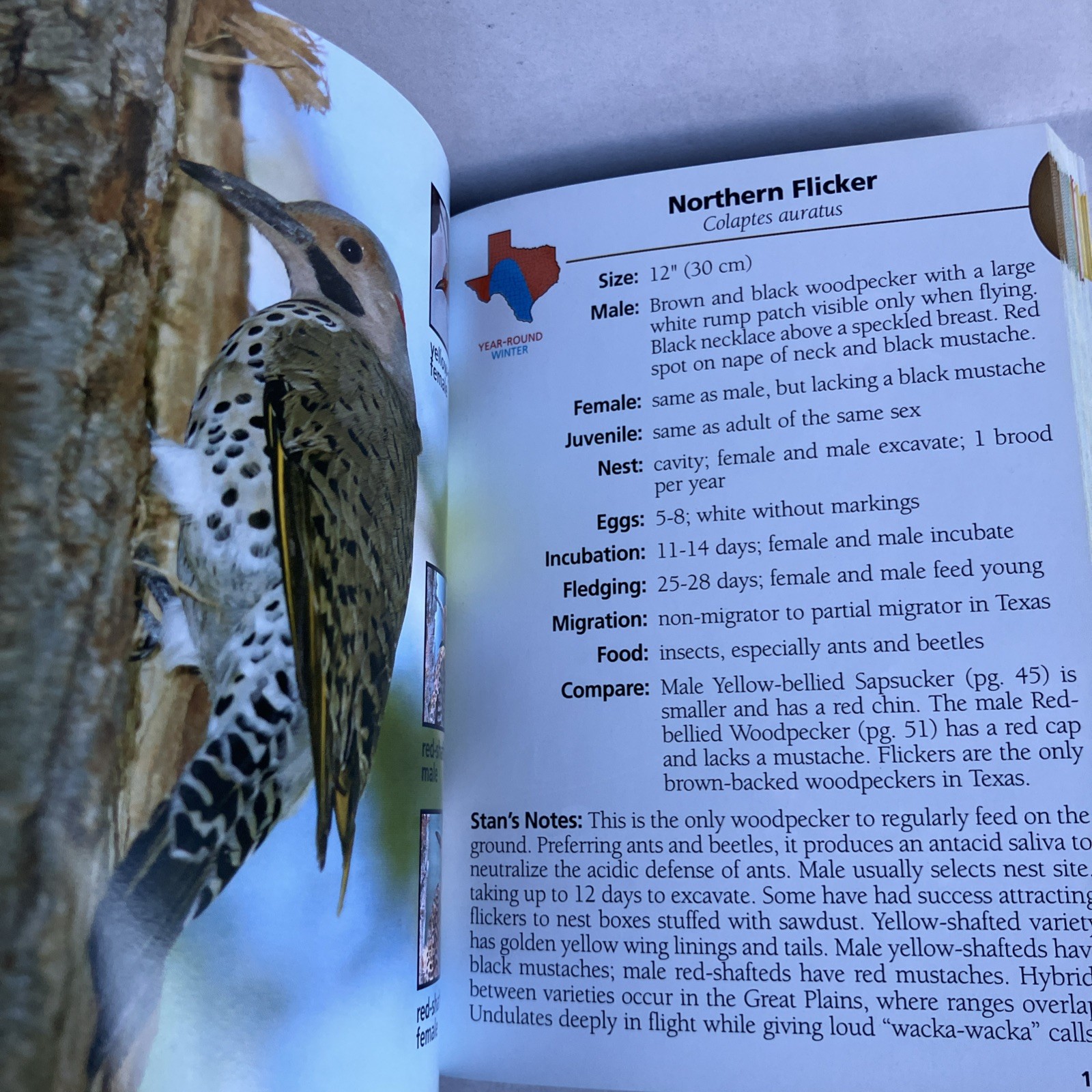 Birds of Texas Field Guide by Stan Tekiela – Nice Condition 2004 Color Travel SZ