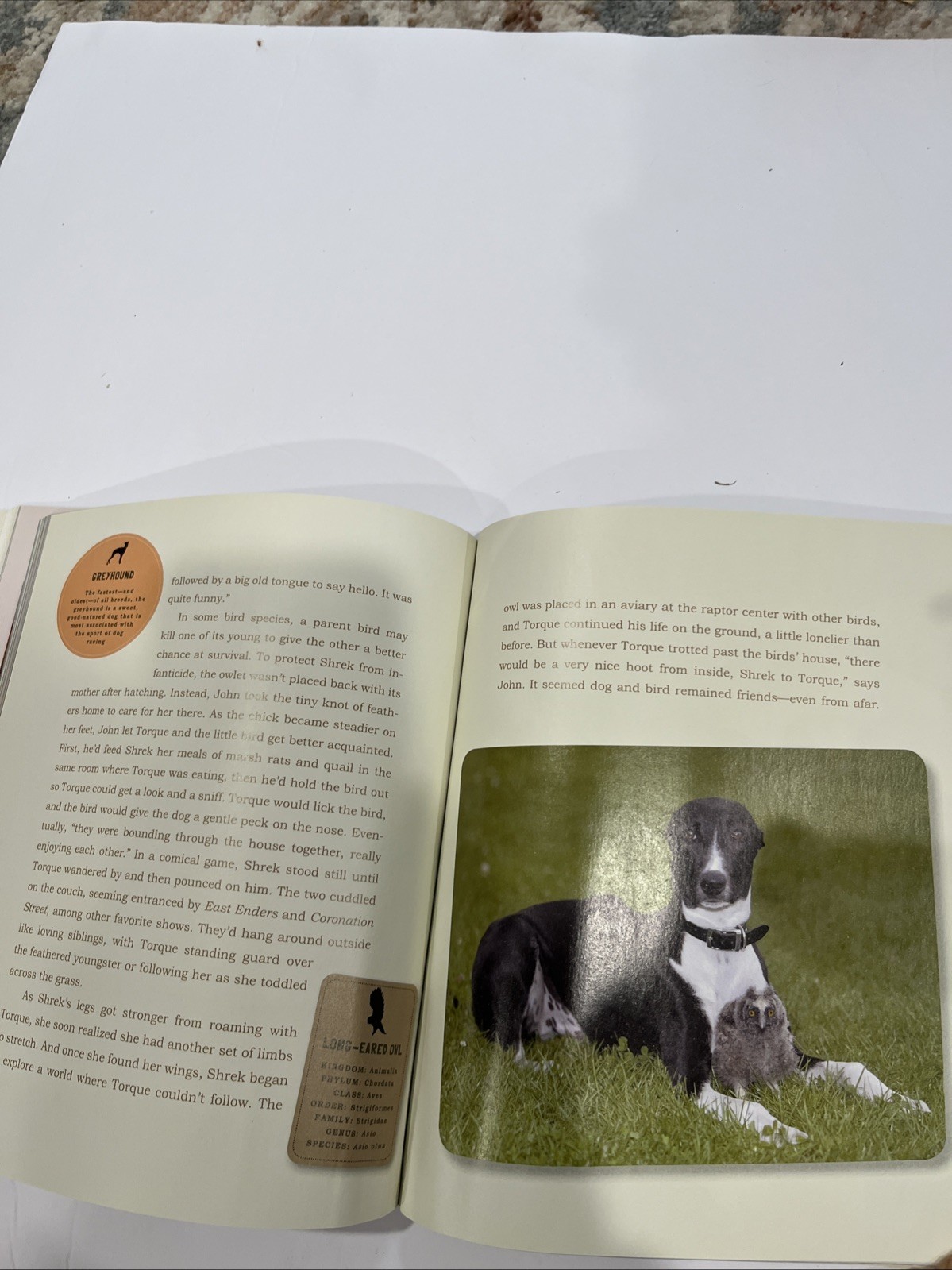 Unlikely Friendships : 47 Stories Animal Kingdom by Jennifer S. Holland (2011