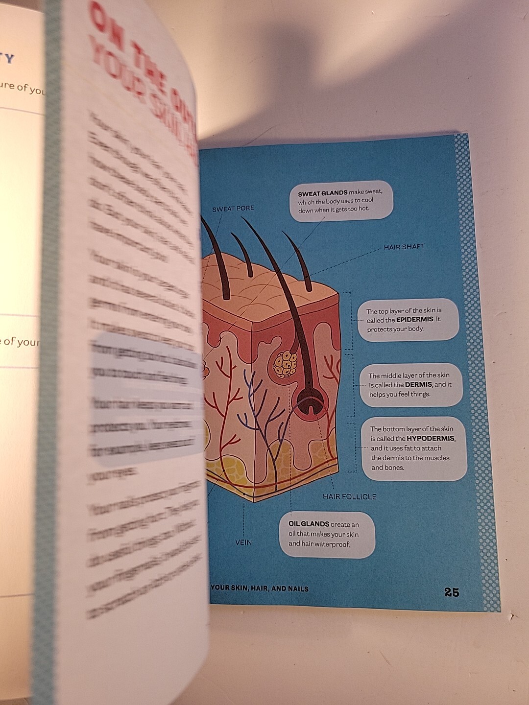 Human Body Activity Book for Kids : Hands-On Fun for Grades K-3 by Katie Stokes