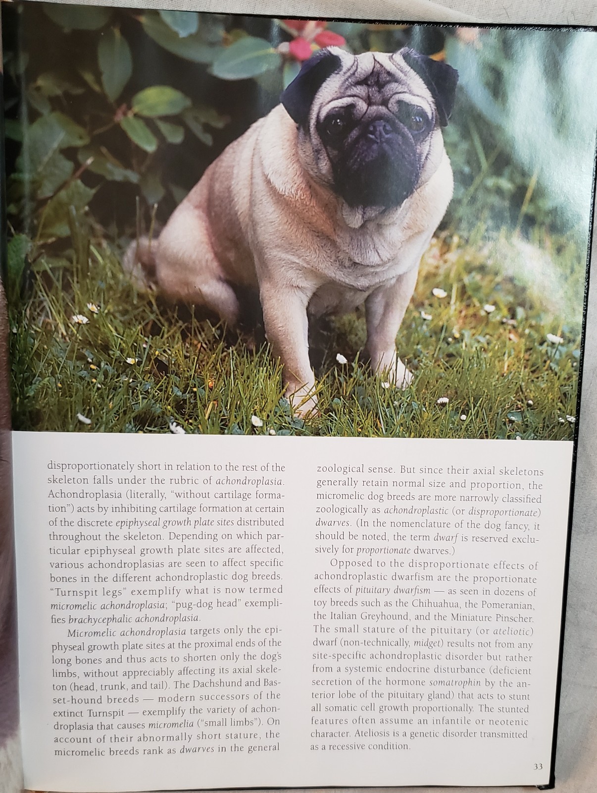 For the Love of Pugs by Robert Hutchinson 1998 Illus Brown Trout Pub Ribbon HC