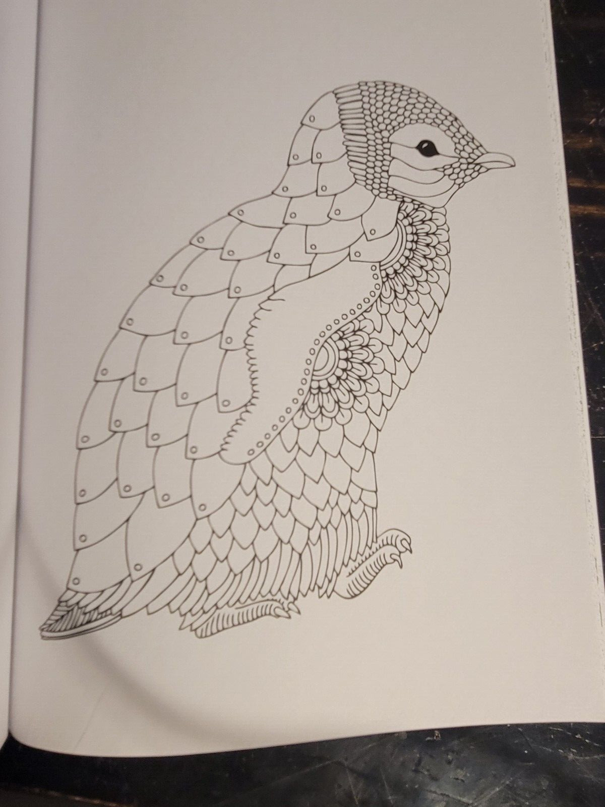 COLORS OF THE WILD! Vol. 18 Adult Coloring Book With 47 Prints Ready To Frame!
