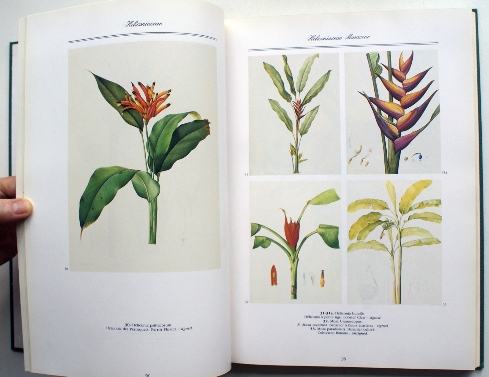 A REDOUTE TREASURY: 468 WATERCOLOURS FROM LES LILIACEES, Pierre Joseph [399]