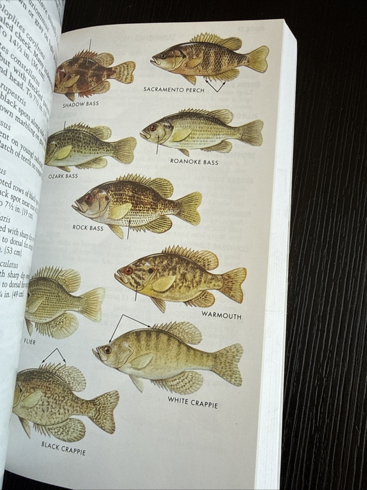 Paterson Field Guides – Fresh Water Fishes- Lawrence M.