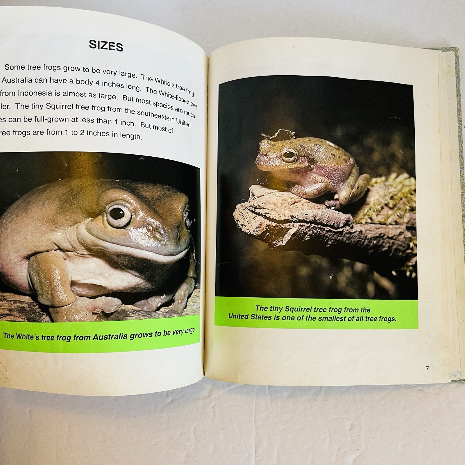 Lot 5 Reptile Amphibian Science Books Snake Turtle STEM Classroom Library