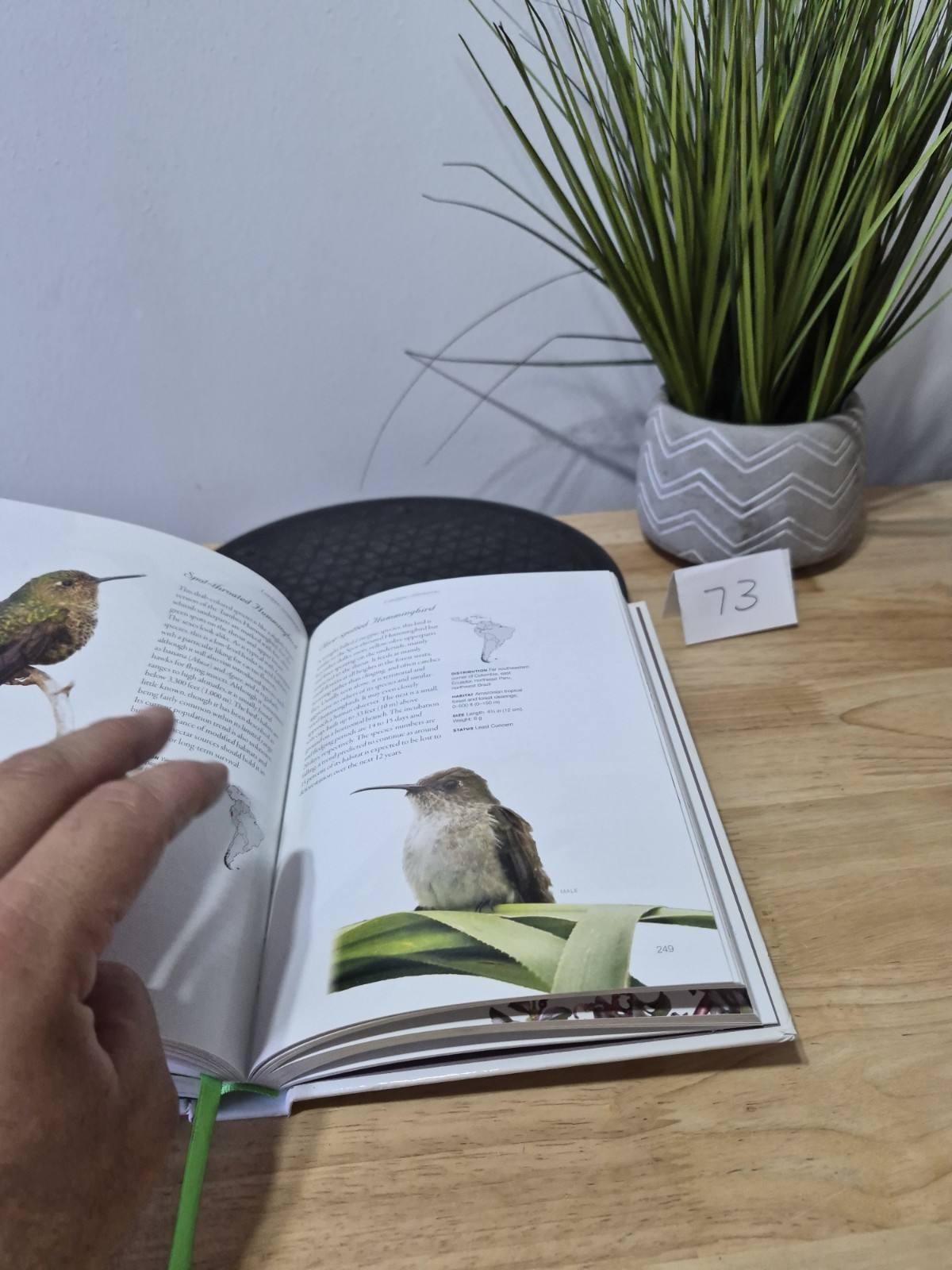 Hummingbirds: A Life-size Guide to Every Species, Fogden, Michael, Taylor, Maria