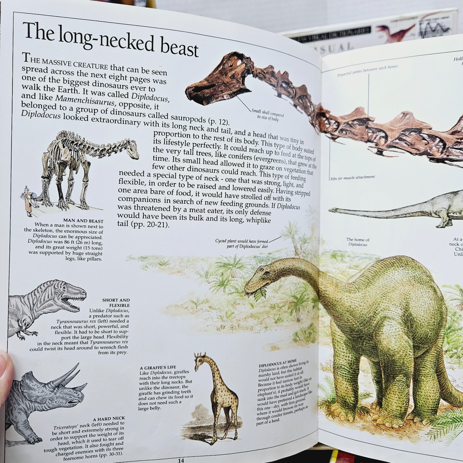 Kids Books About Dinosaurs Lot of 10 Homeschool Classroom Library Eyewitness