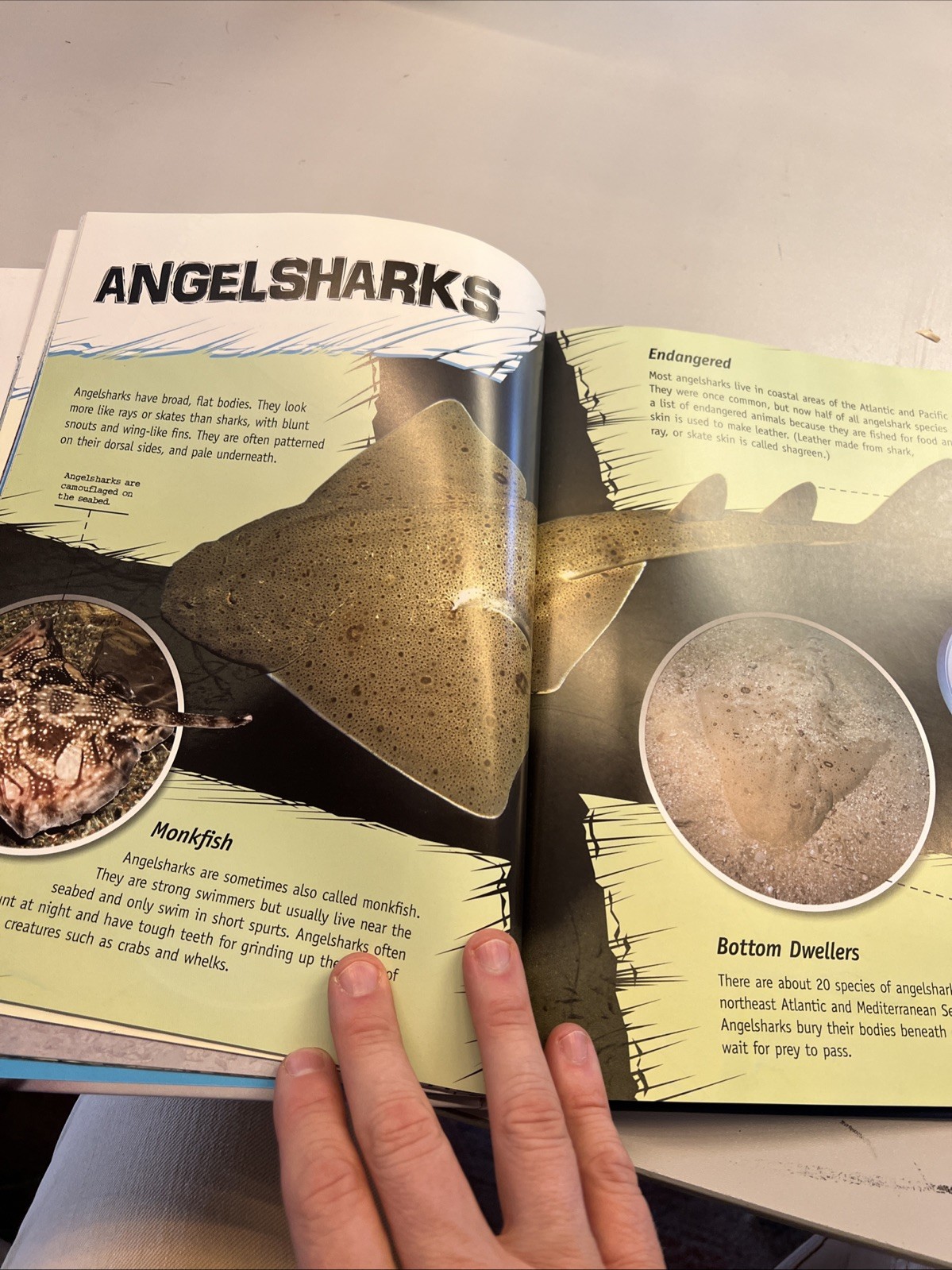 The Complete Guide to Sharks Hardcover Camilla de la Bedoyere