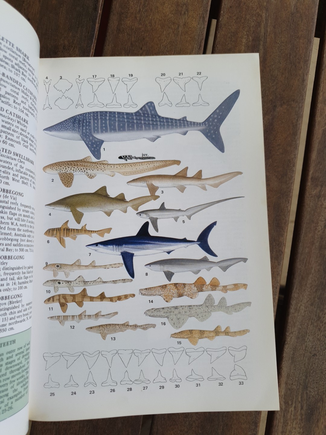 Marine Fishes of North-Western Australia Gerald R Allen 1988 Superior Plates