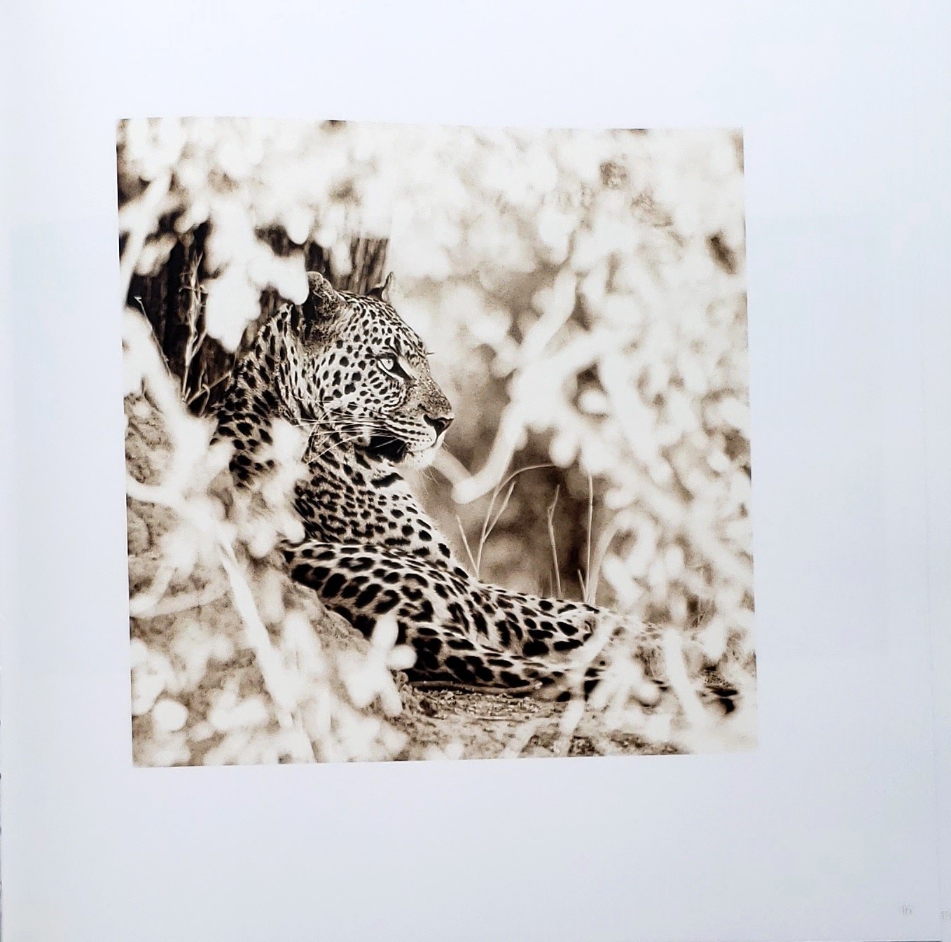 Homage by Graham Springer First Edition 2015