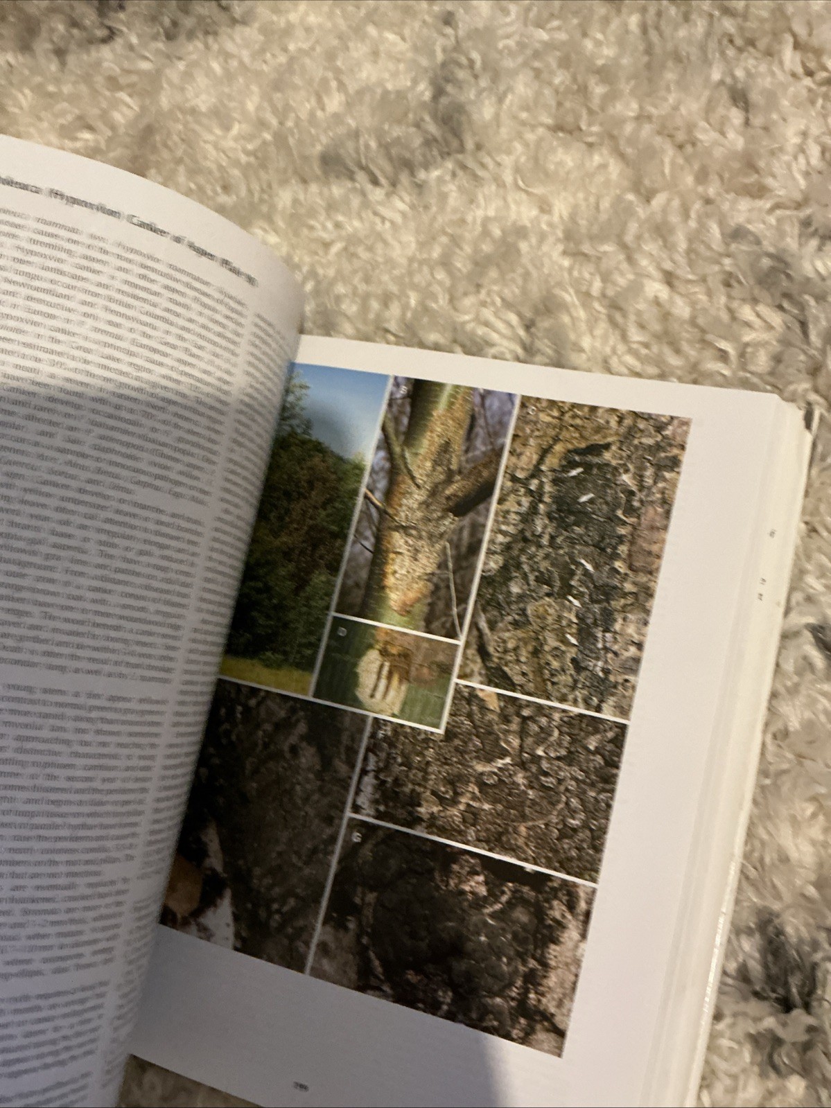 Diseases of Trees and – Hardcover, by Wayne Sinclair; Howard – Very Good b